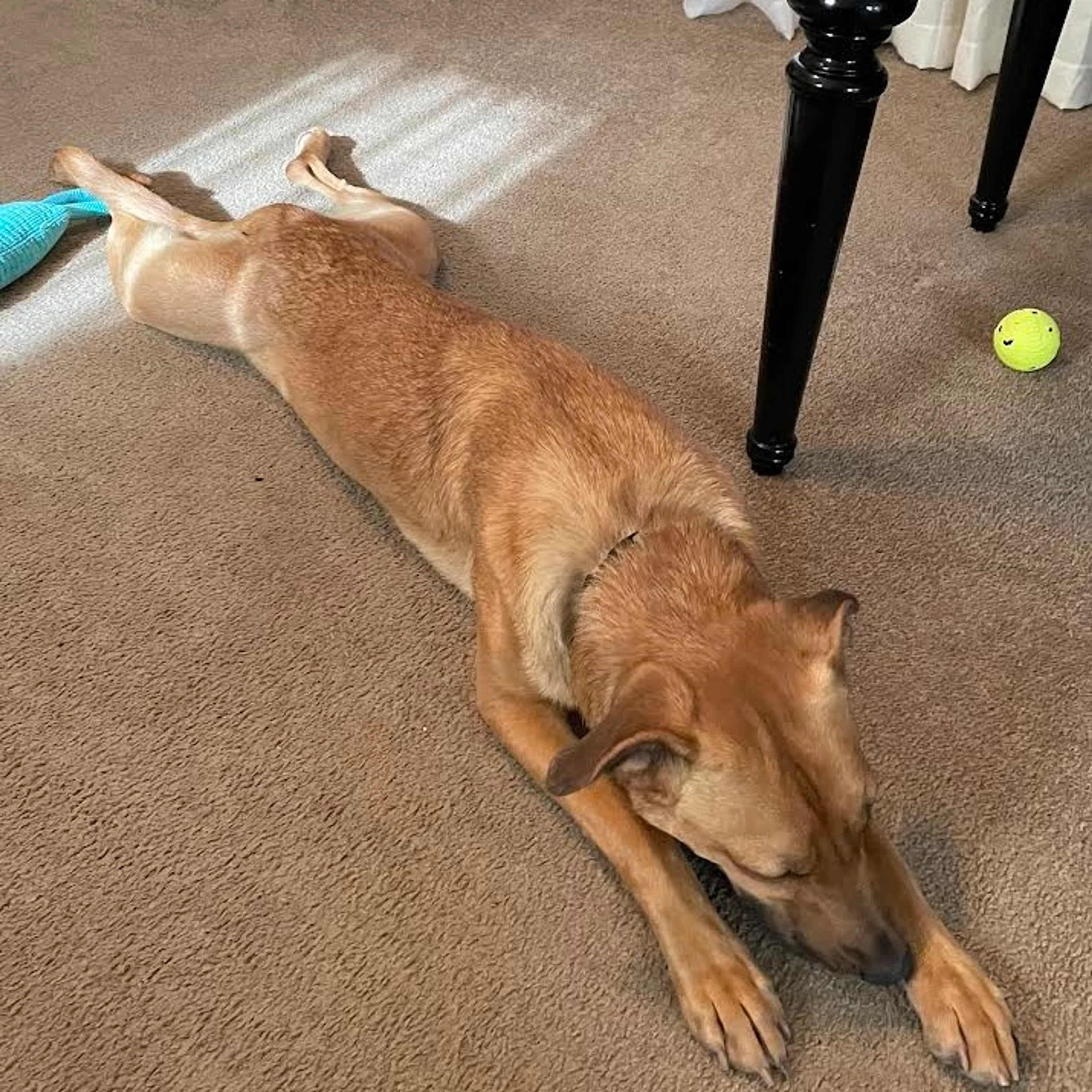 Found pet-15