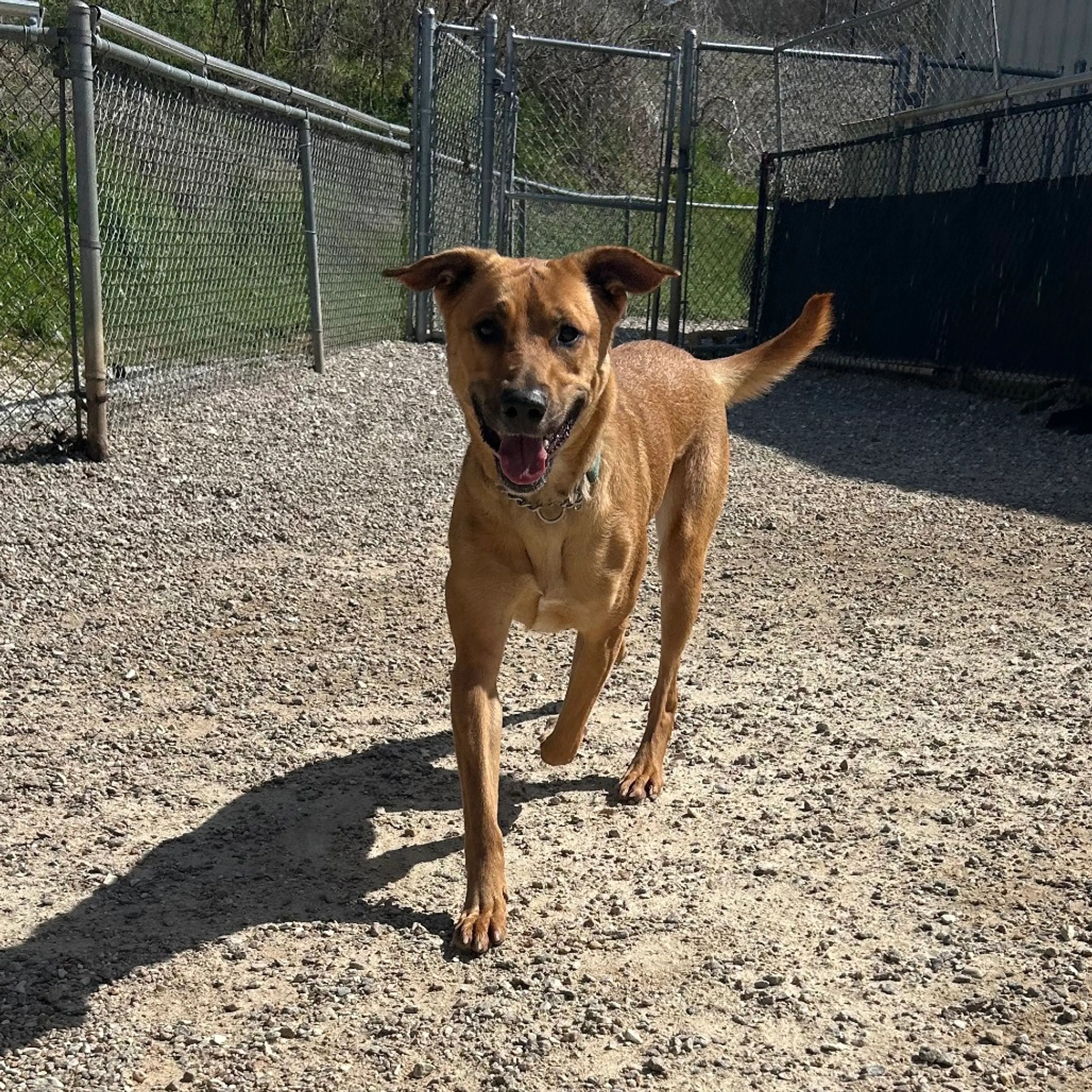 Found pet-5