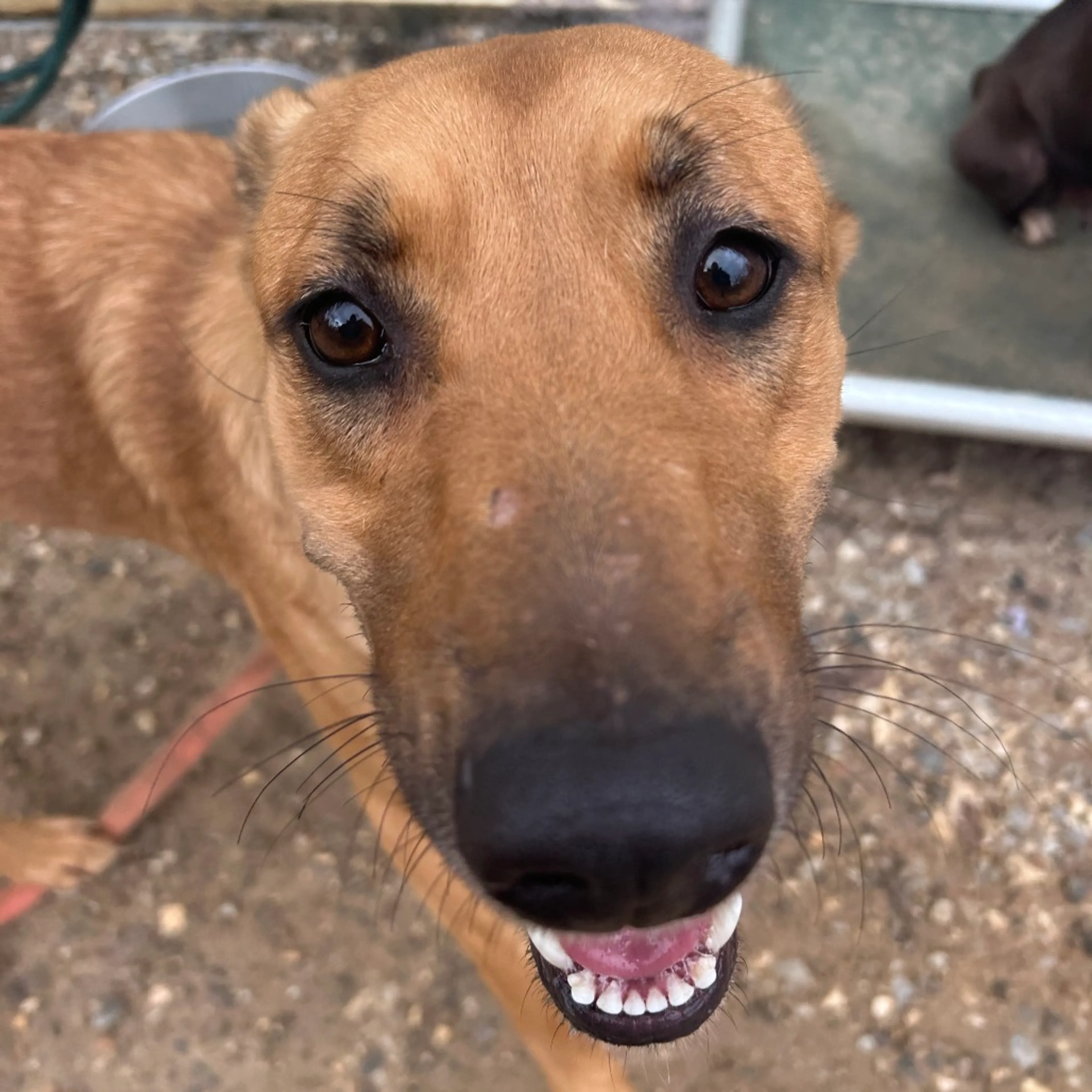 Found pet-3