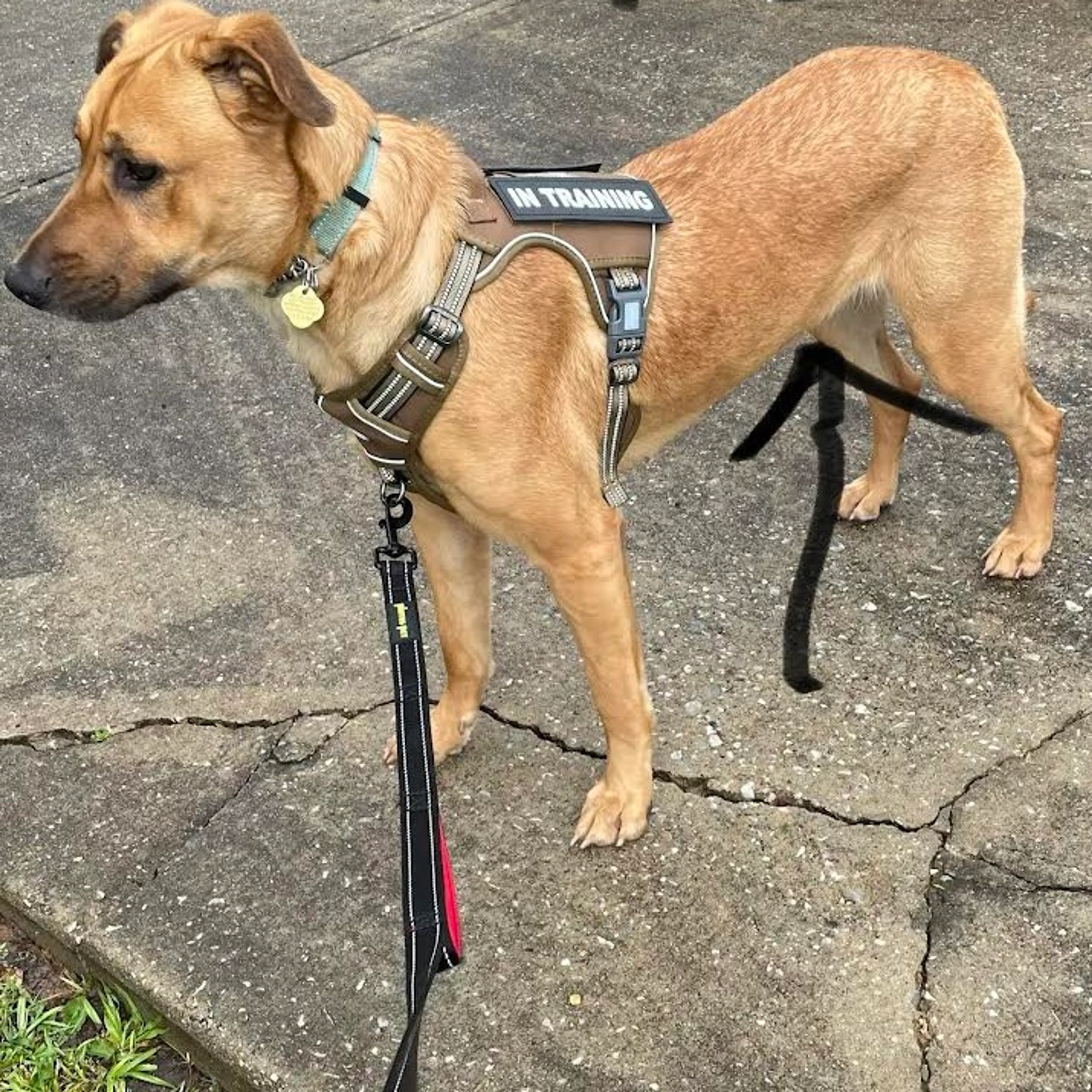 Found pet-16