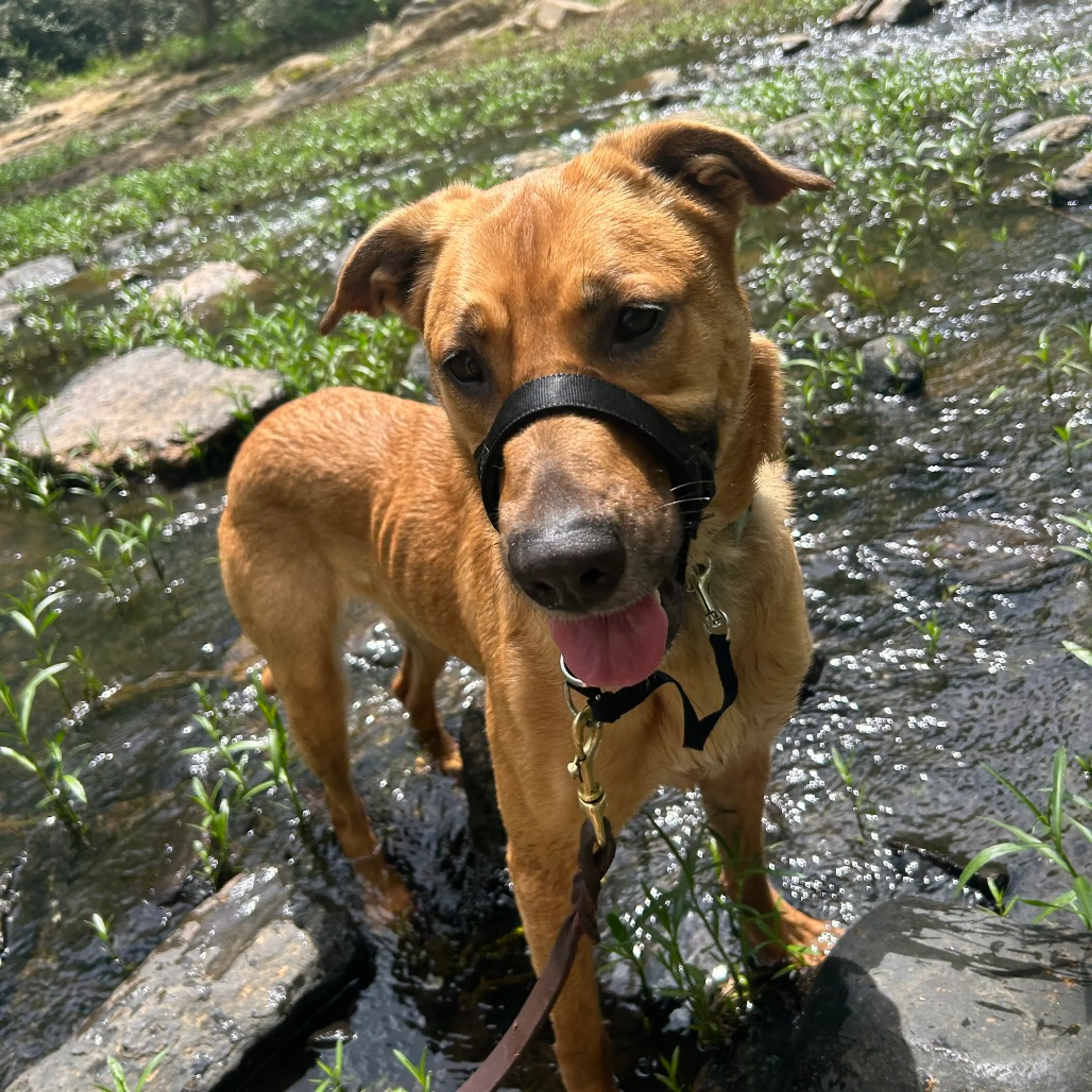 Found pet-10
