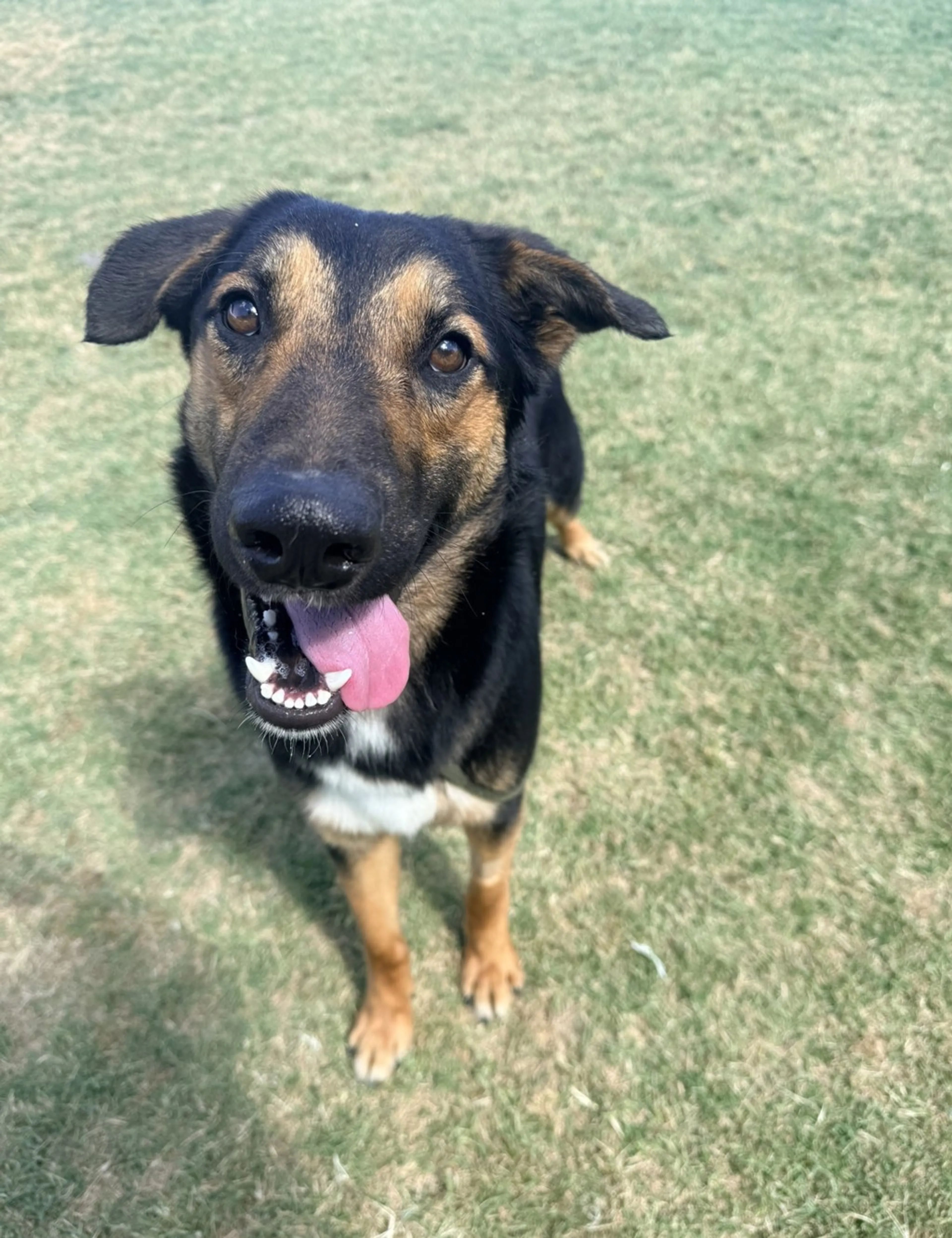 Found pet-2