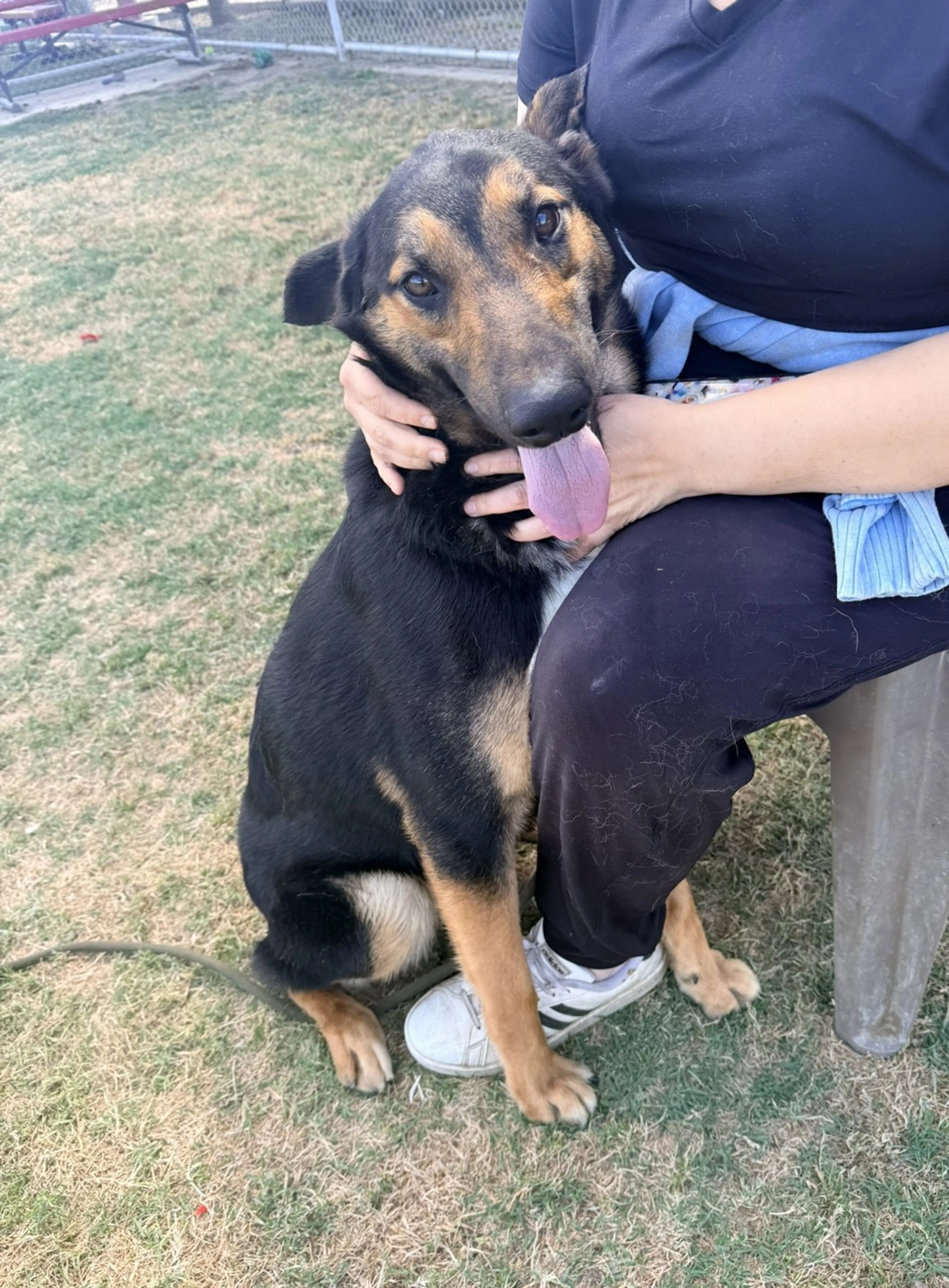 Found pet-1