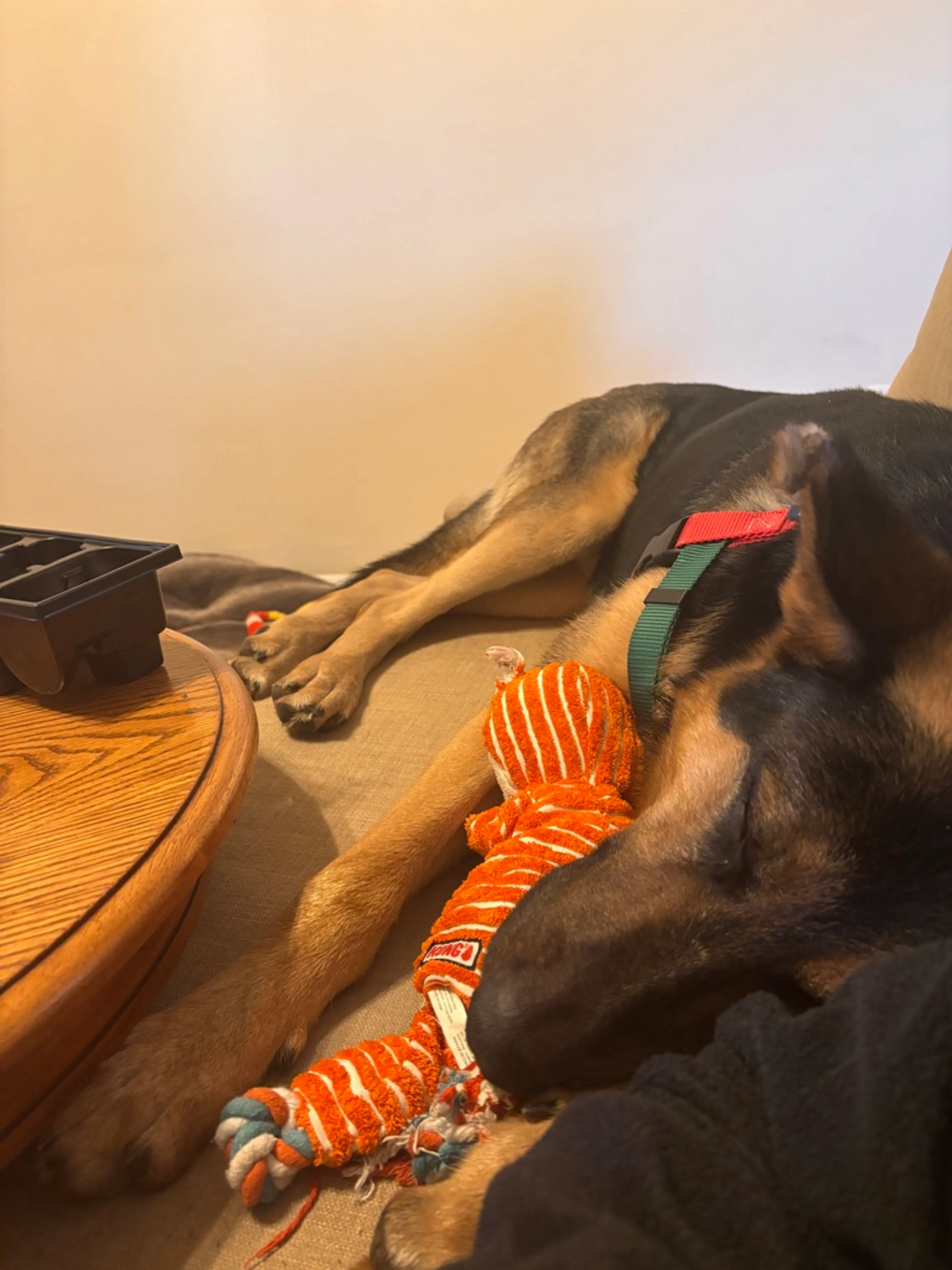 Found pet-2