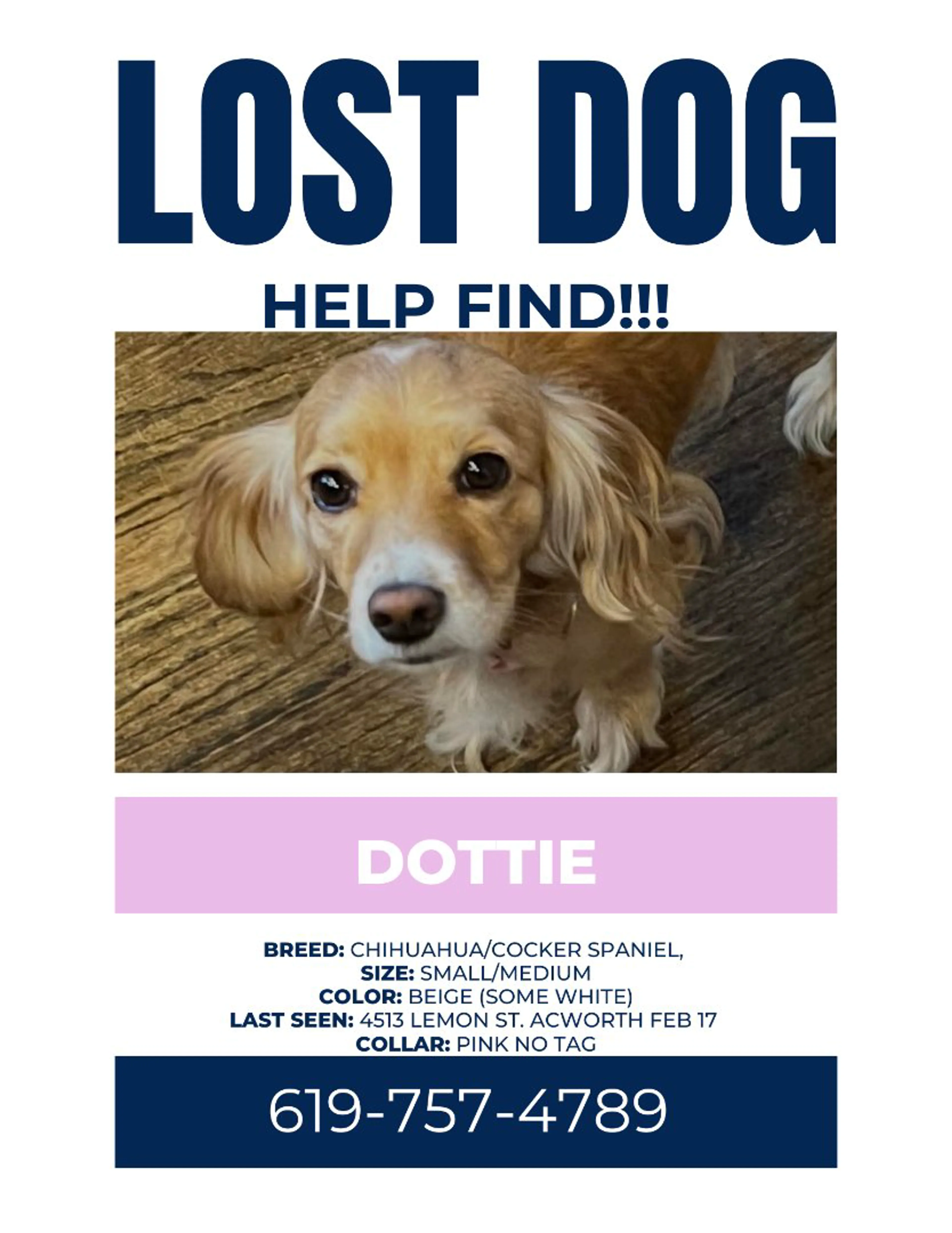 Lost pet-3