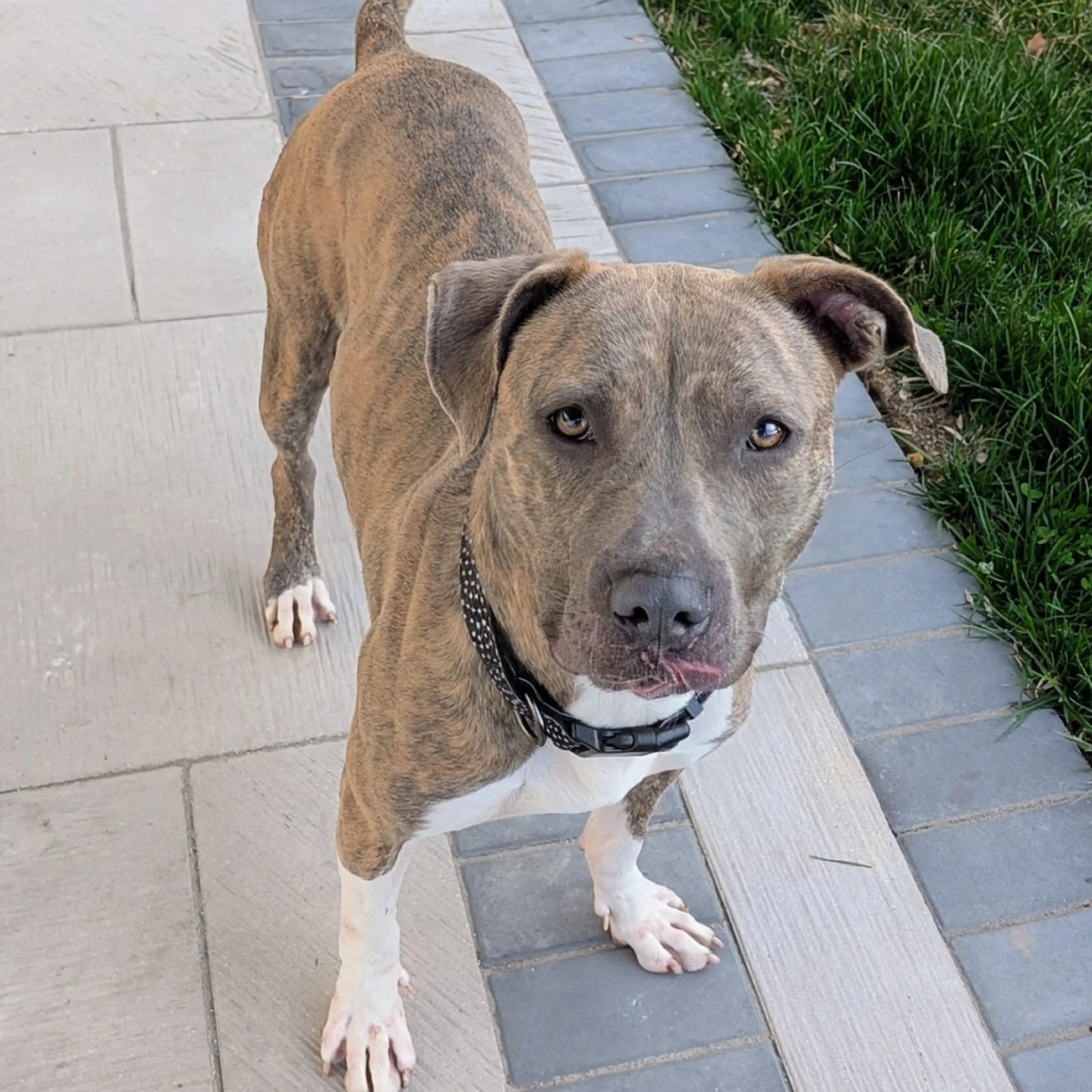 Found pet-13