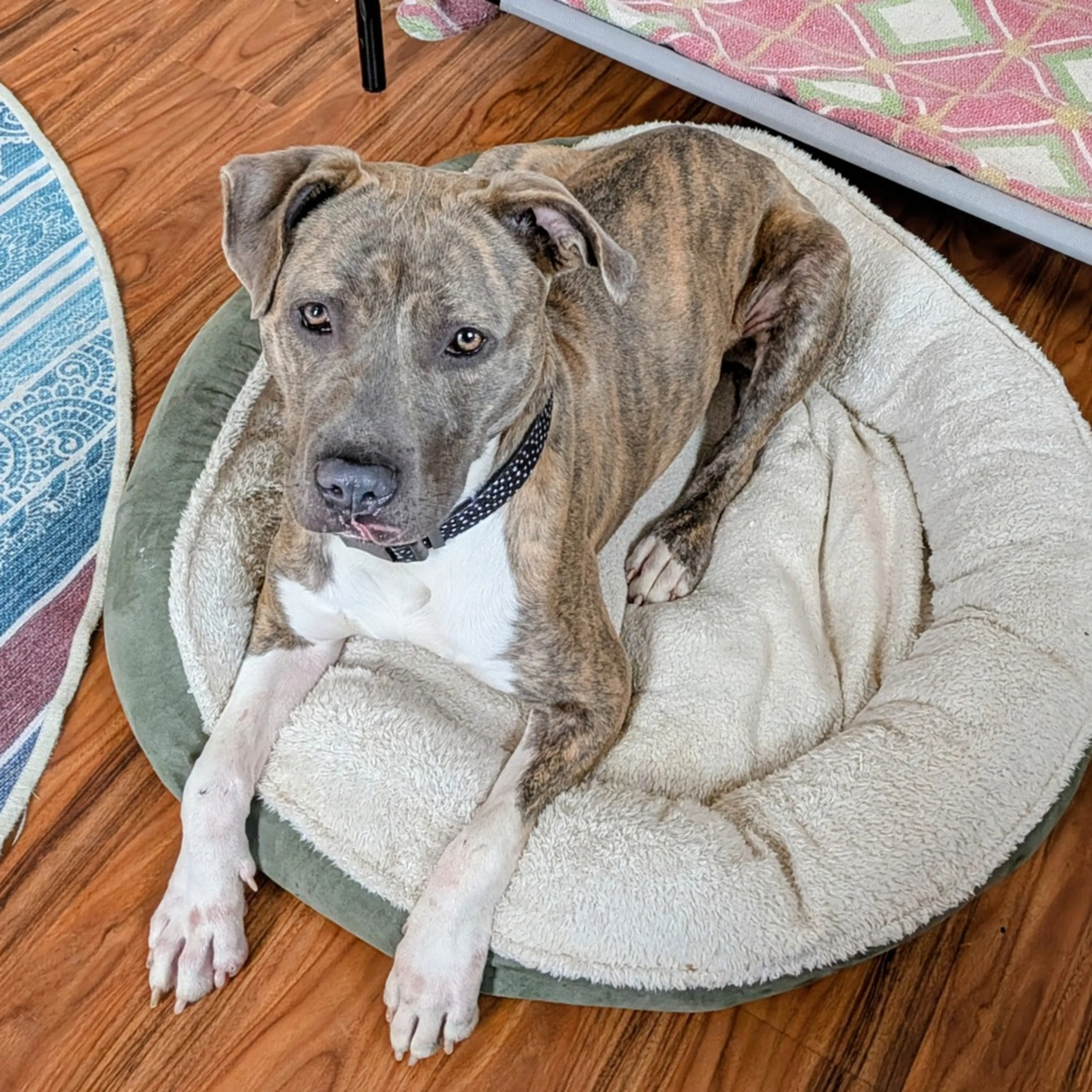 Found pet-11