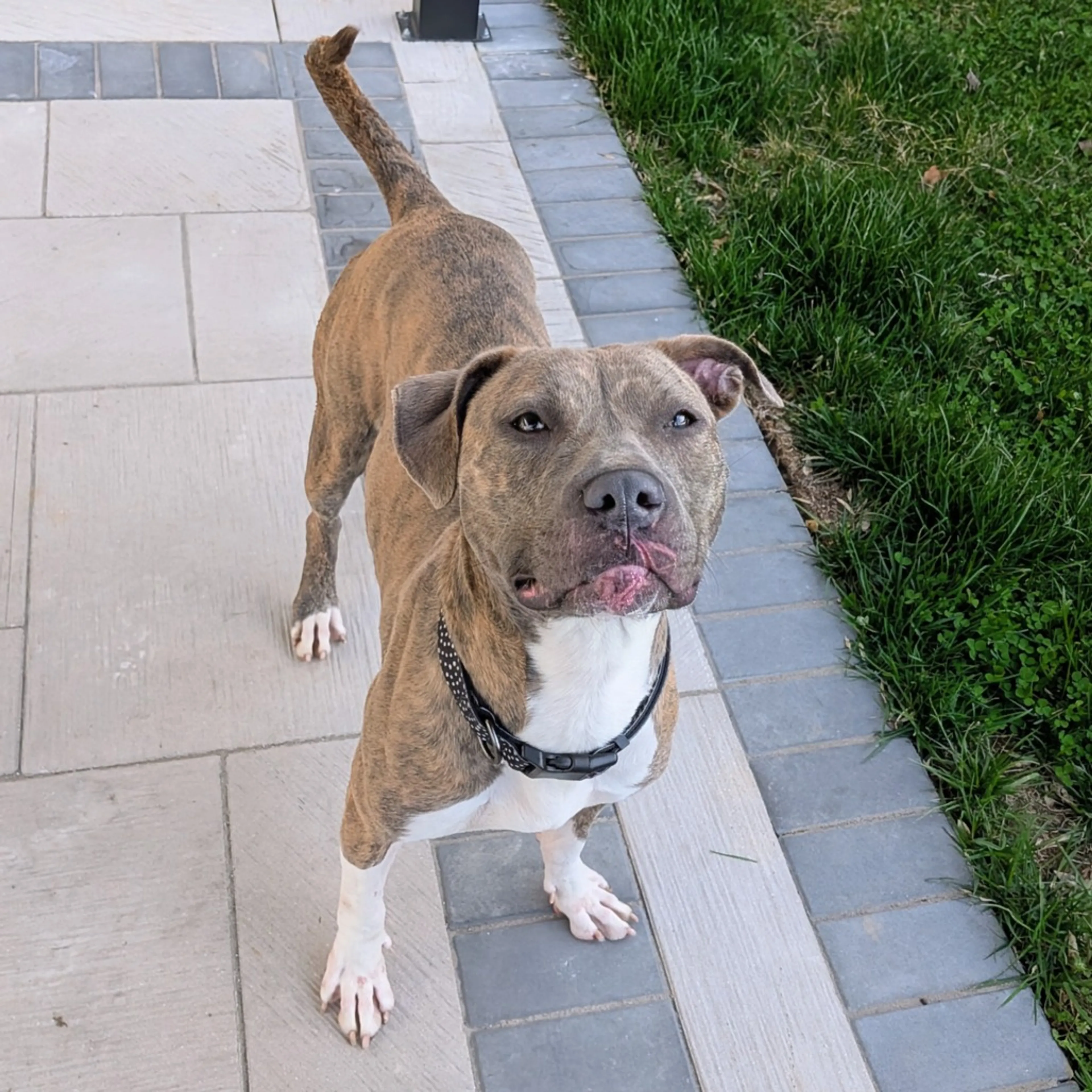 Found pet-12