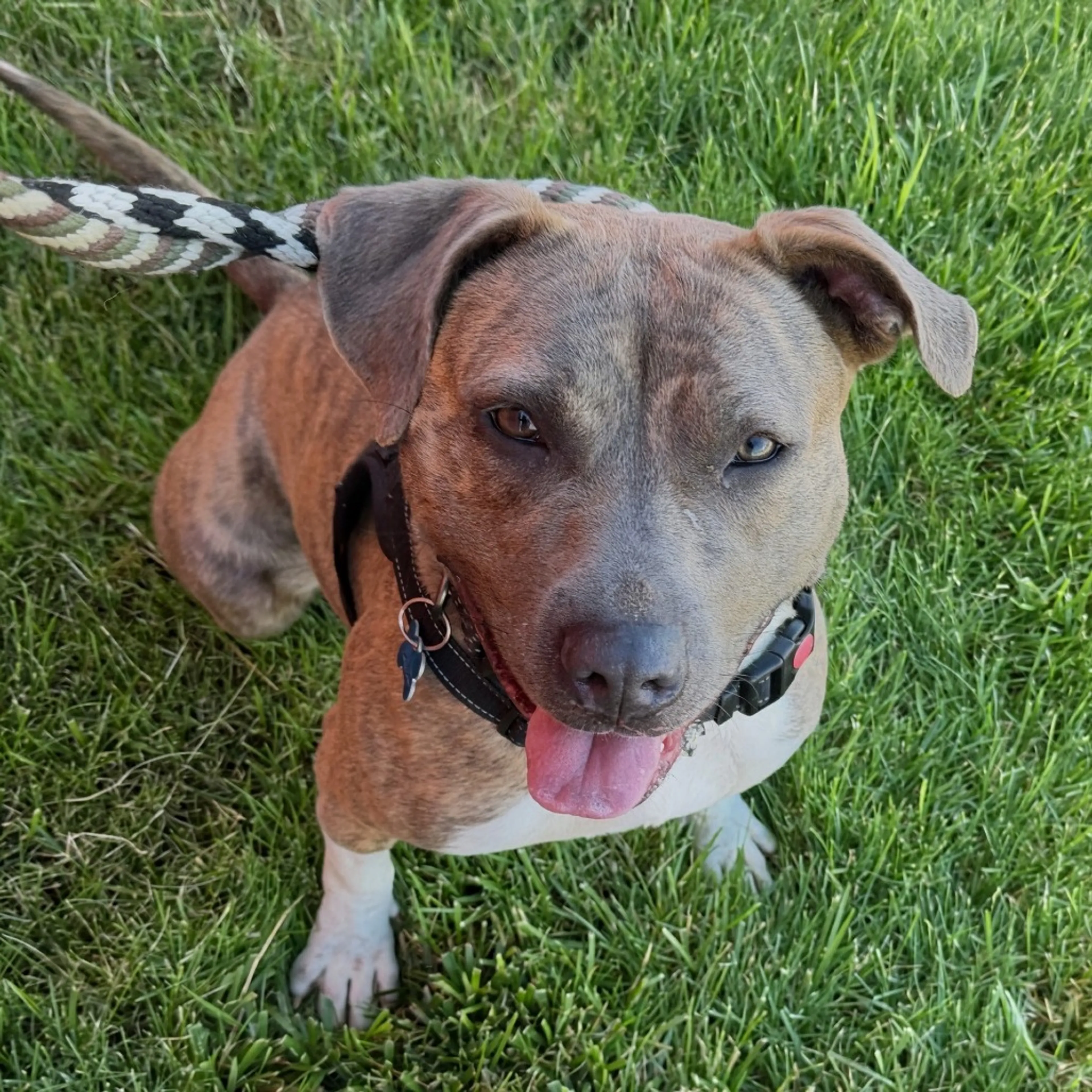 Found pet-24