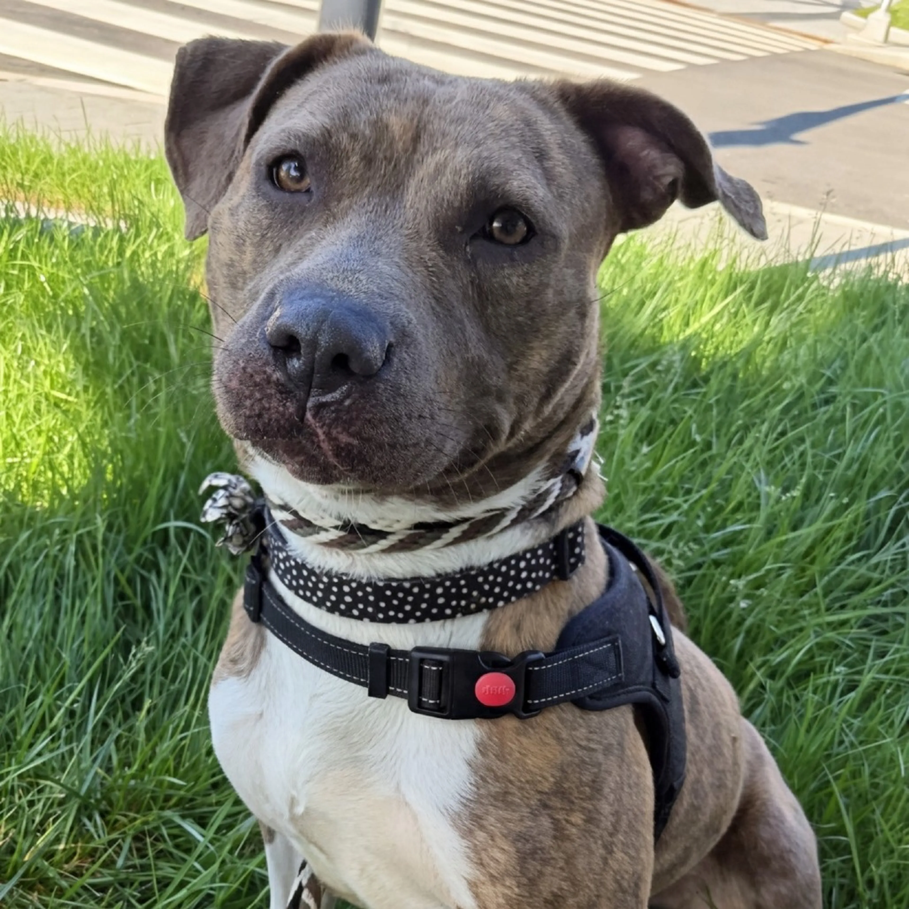 Found pet-25