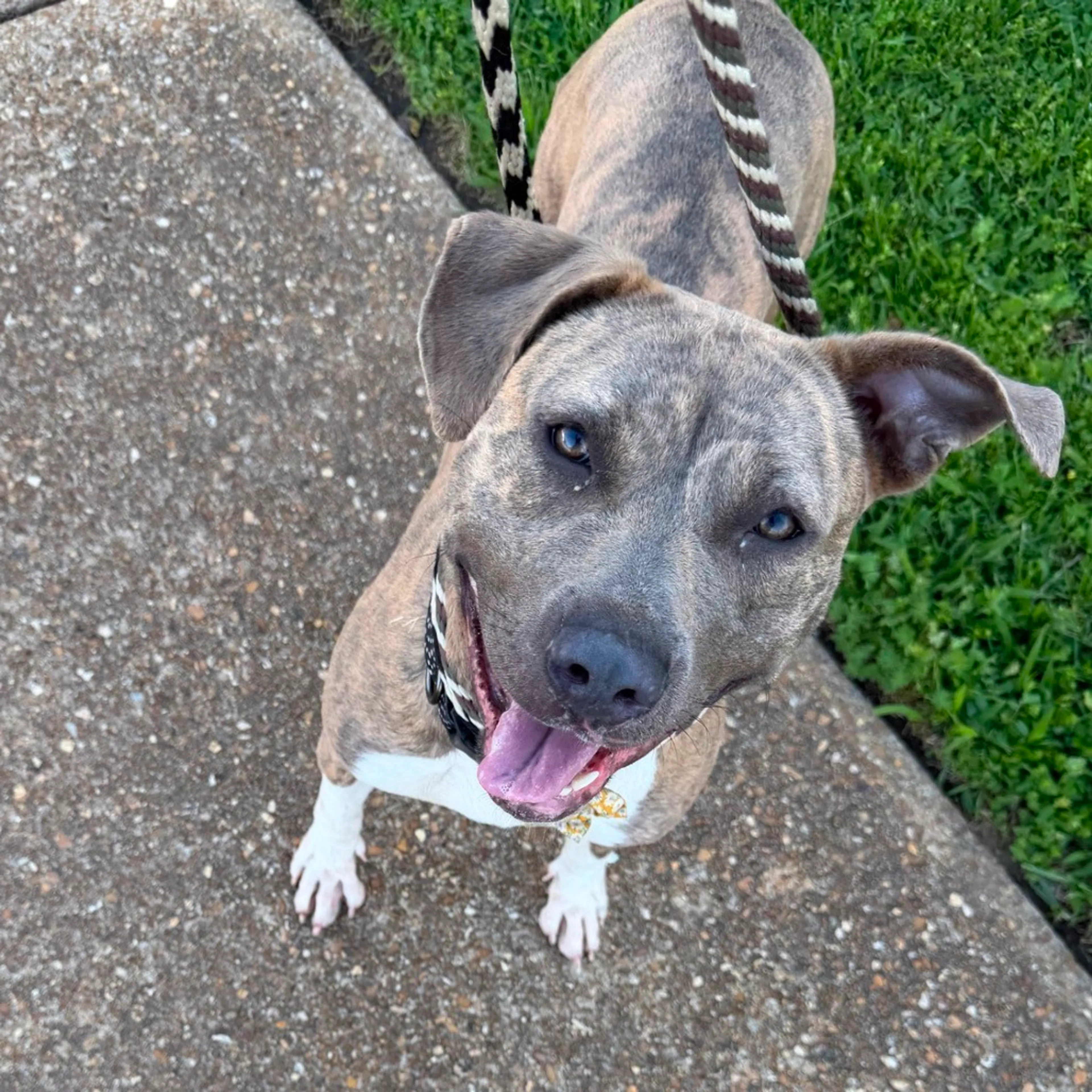 Found pet-20