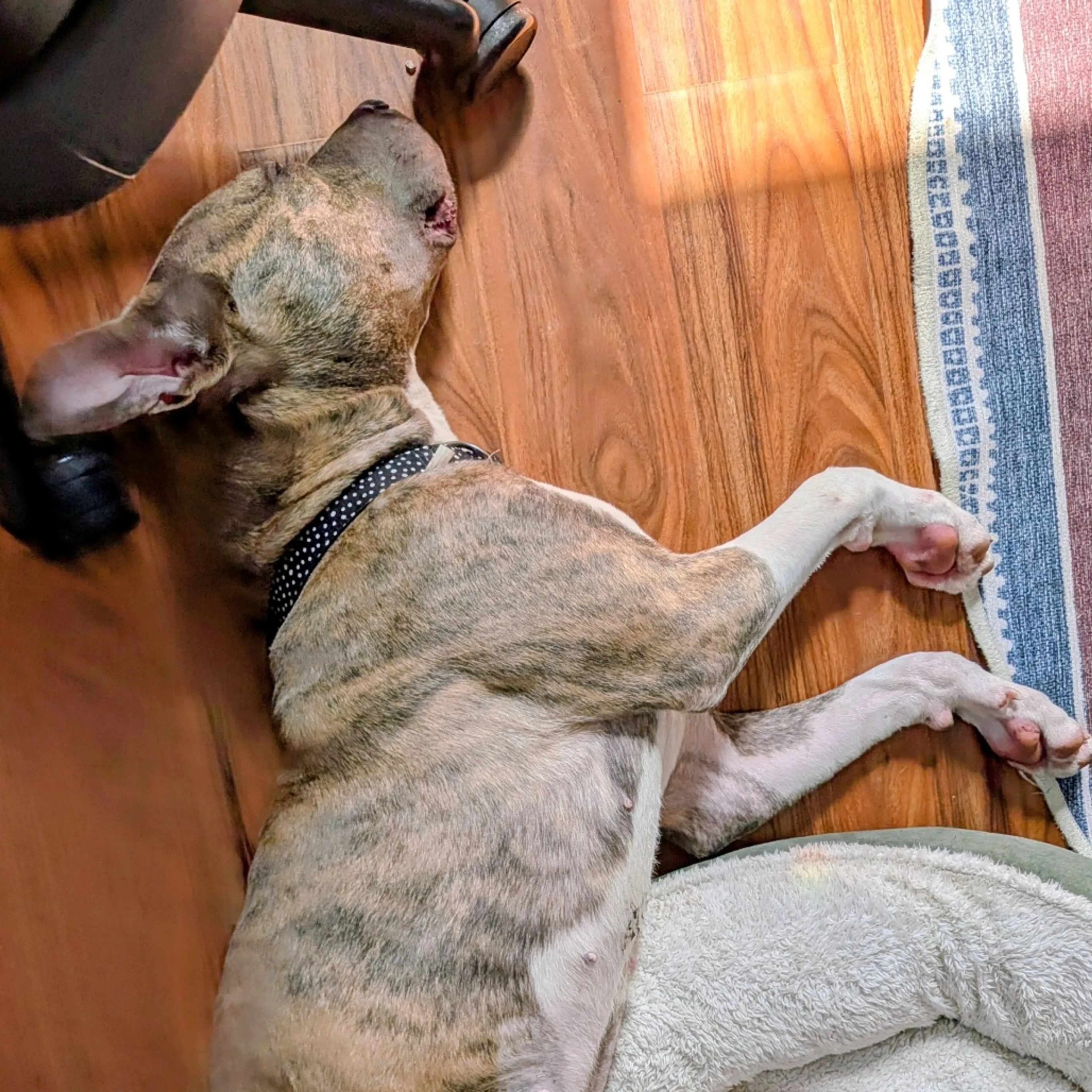 Found pet-9