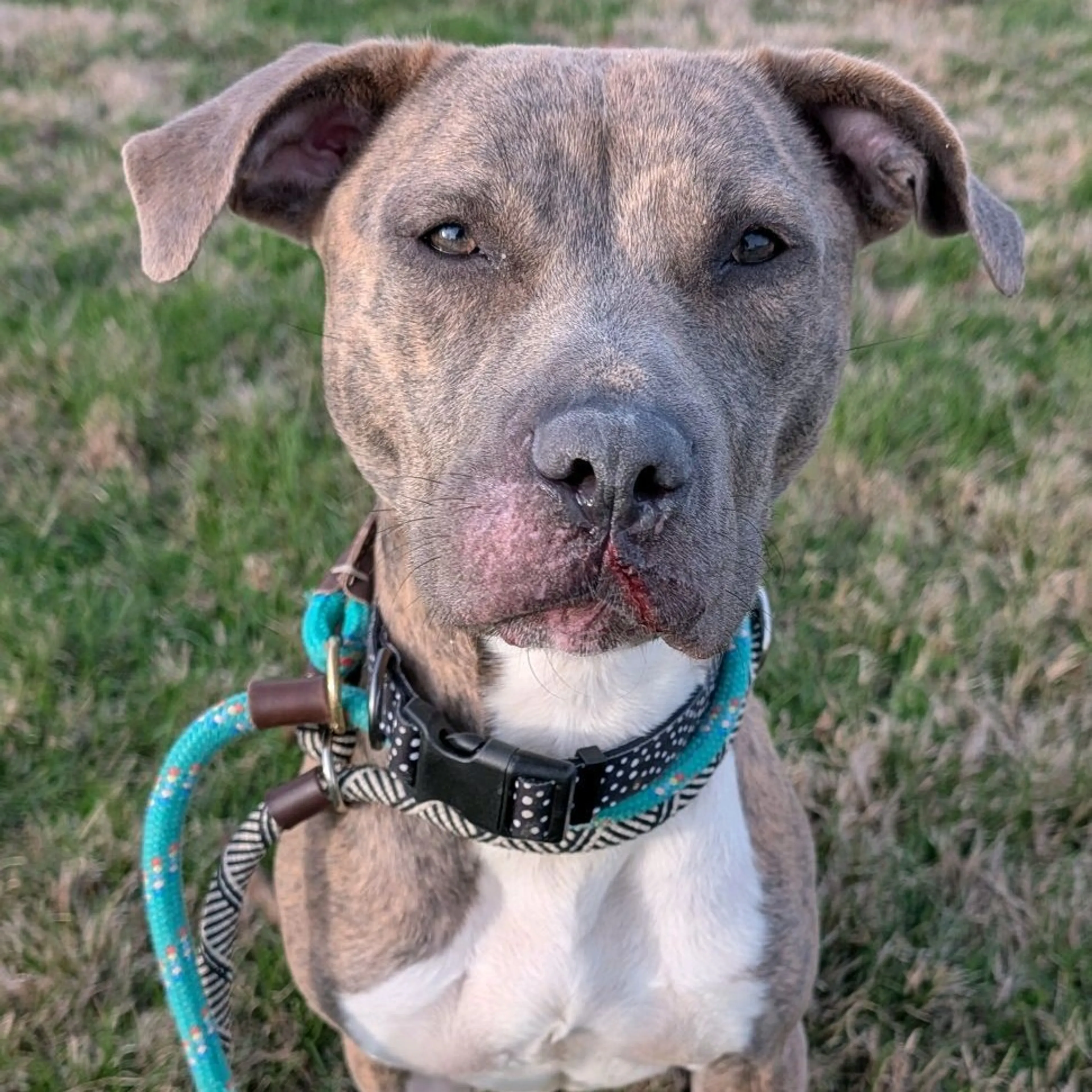 Found pet-6