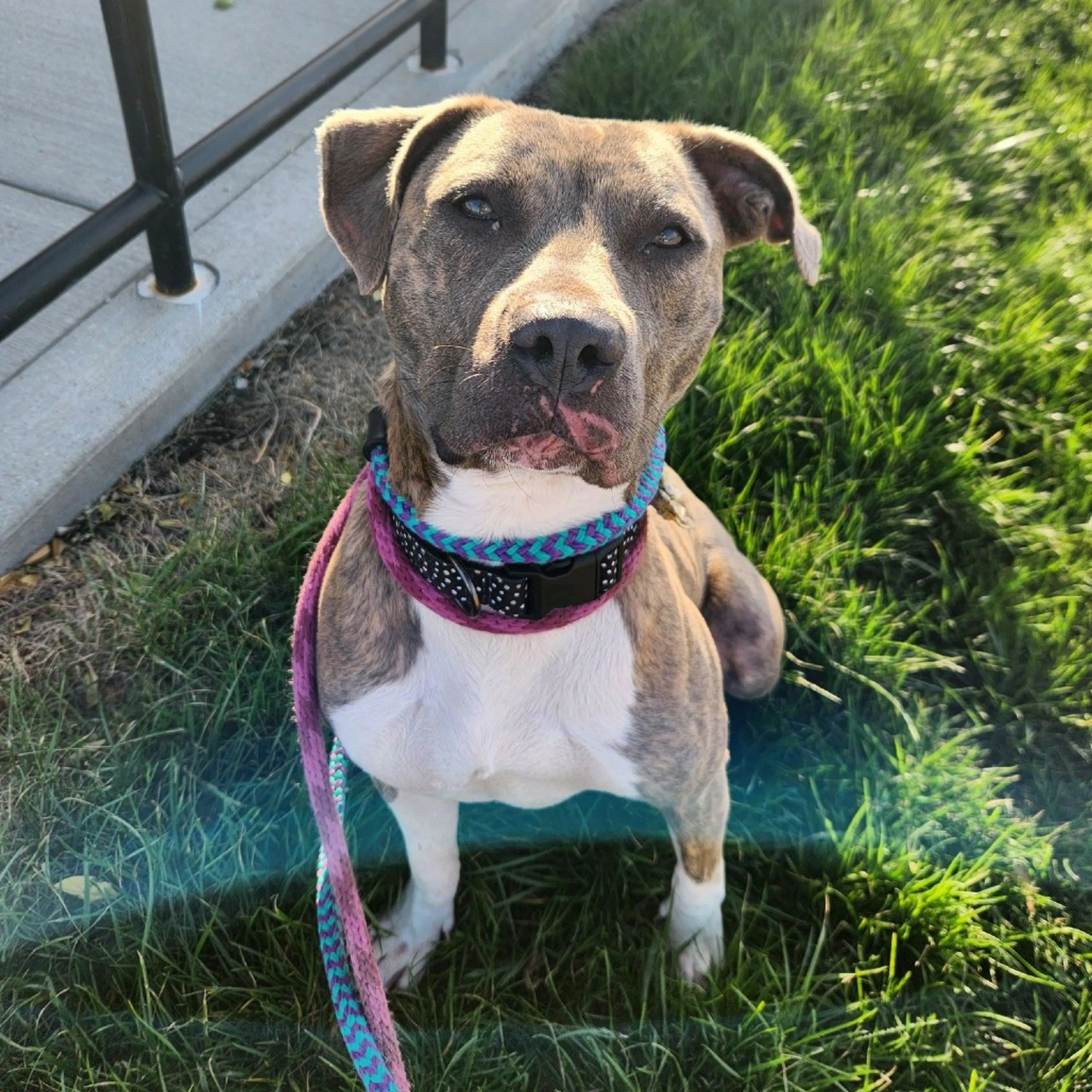 Found pet-18