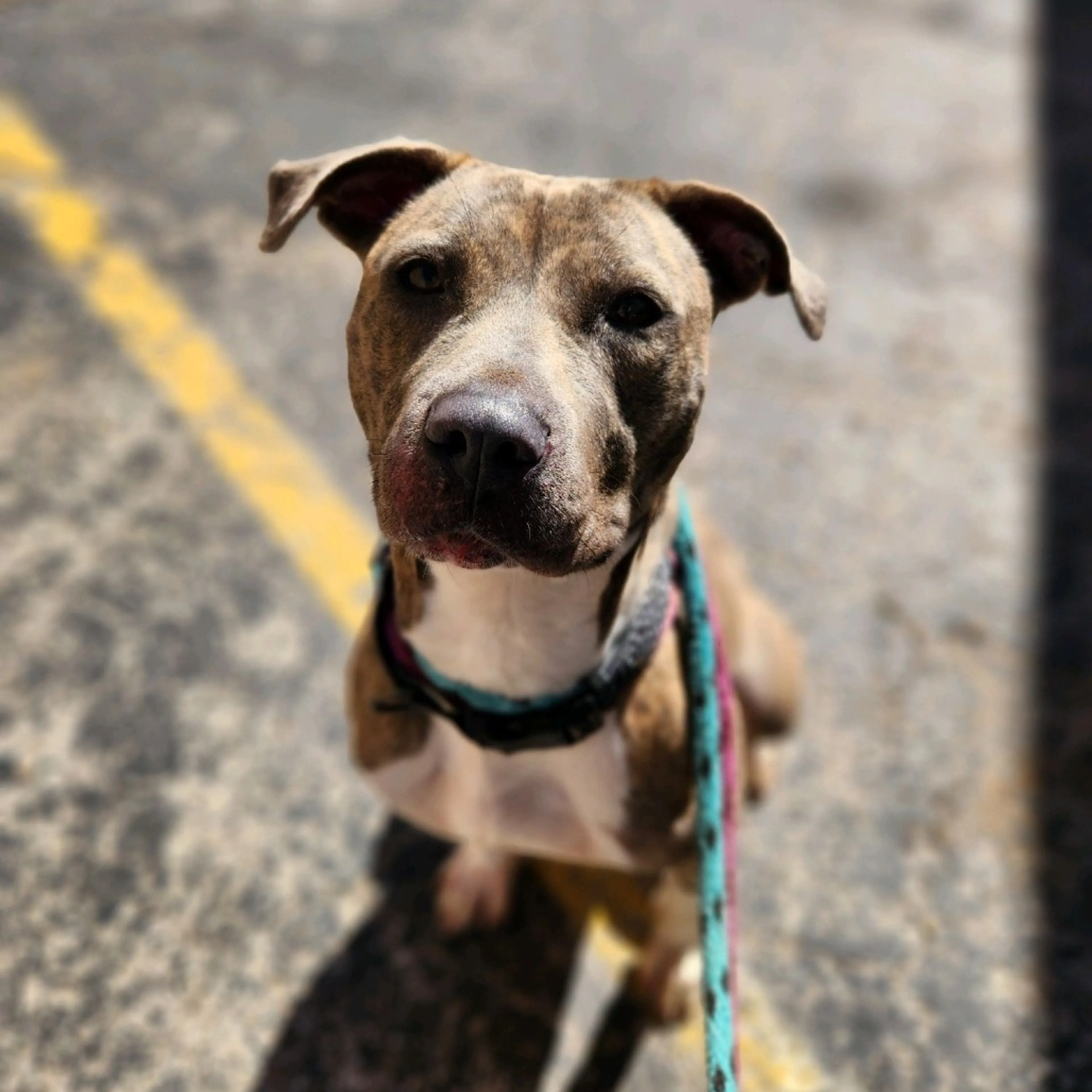 Found pet-2