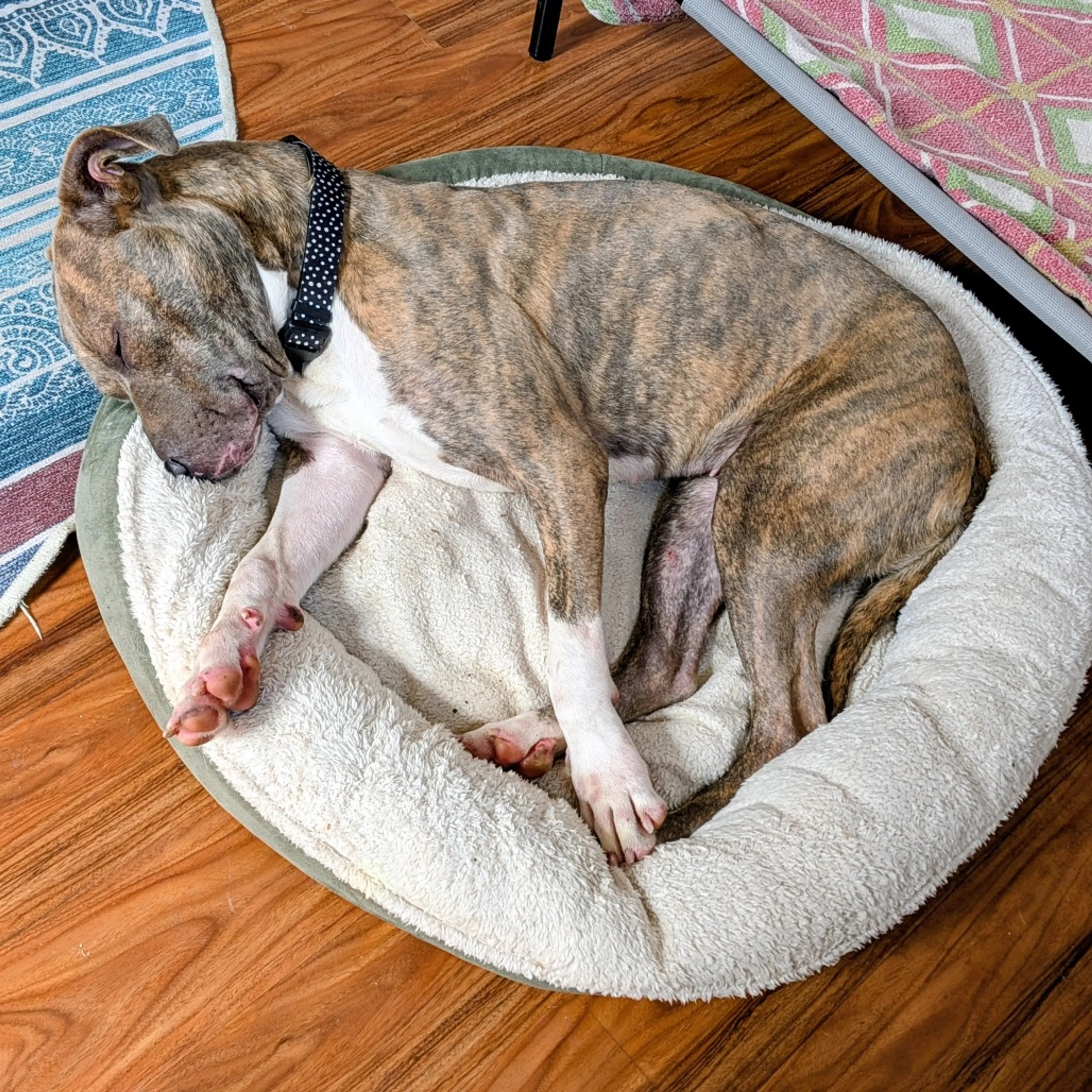 Found pet-14