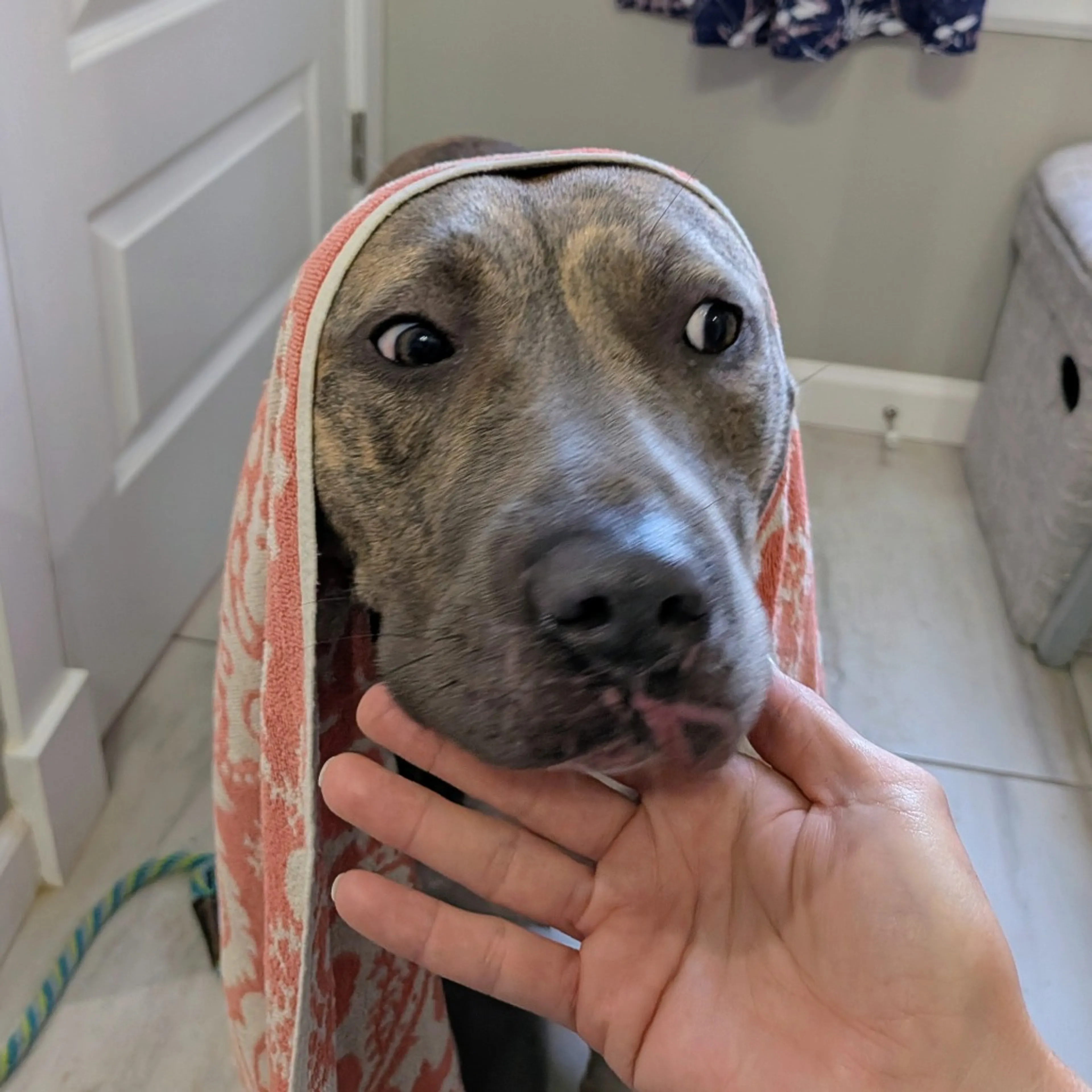 Found pet-8