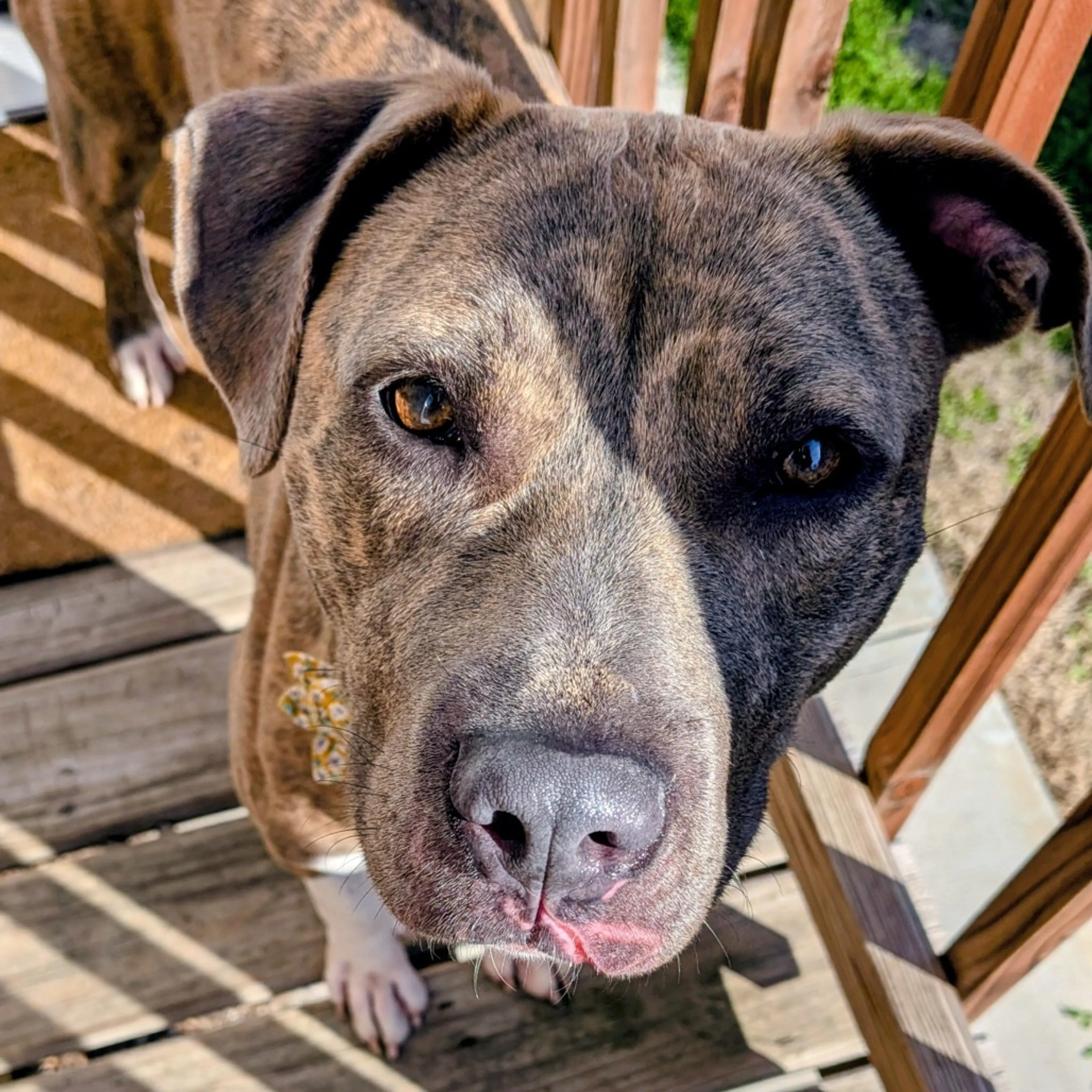 Found pet-10