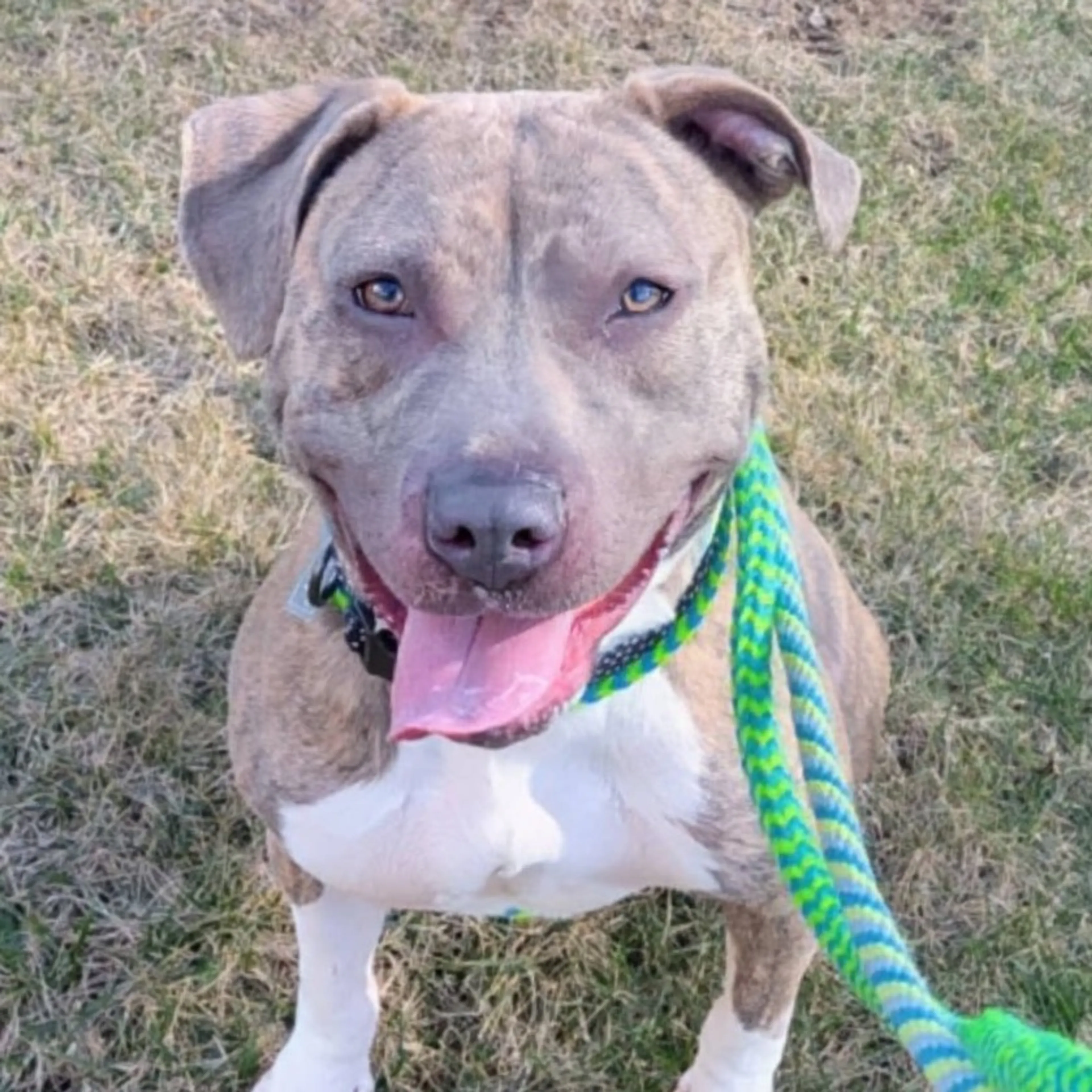 Found pet-17