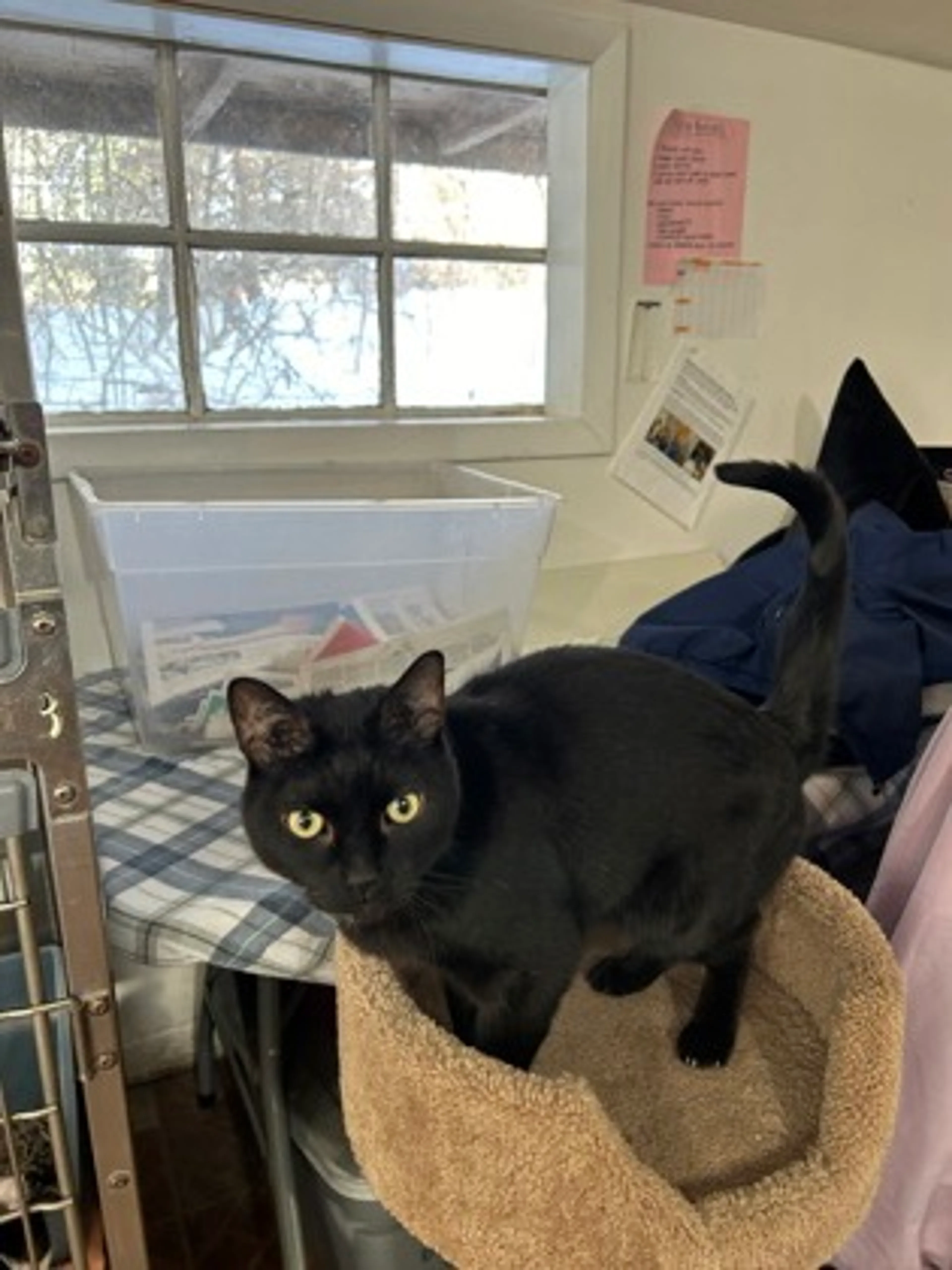 Found pet-1