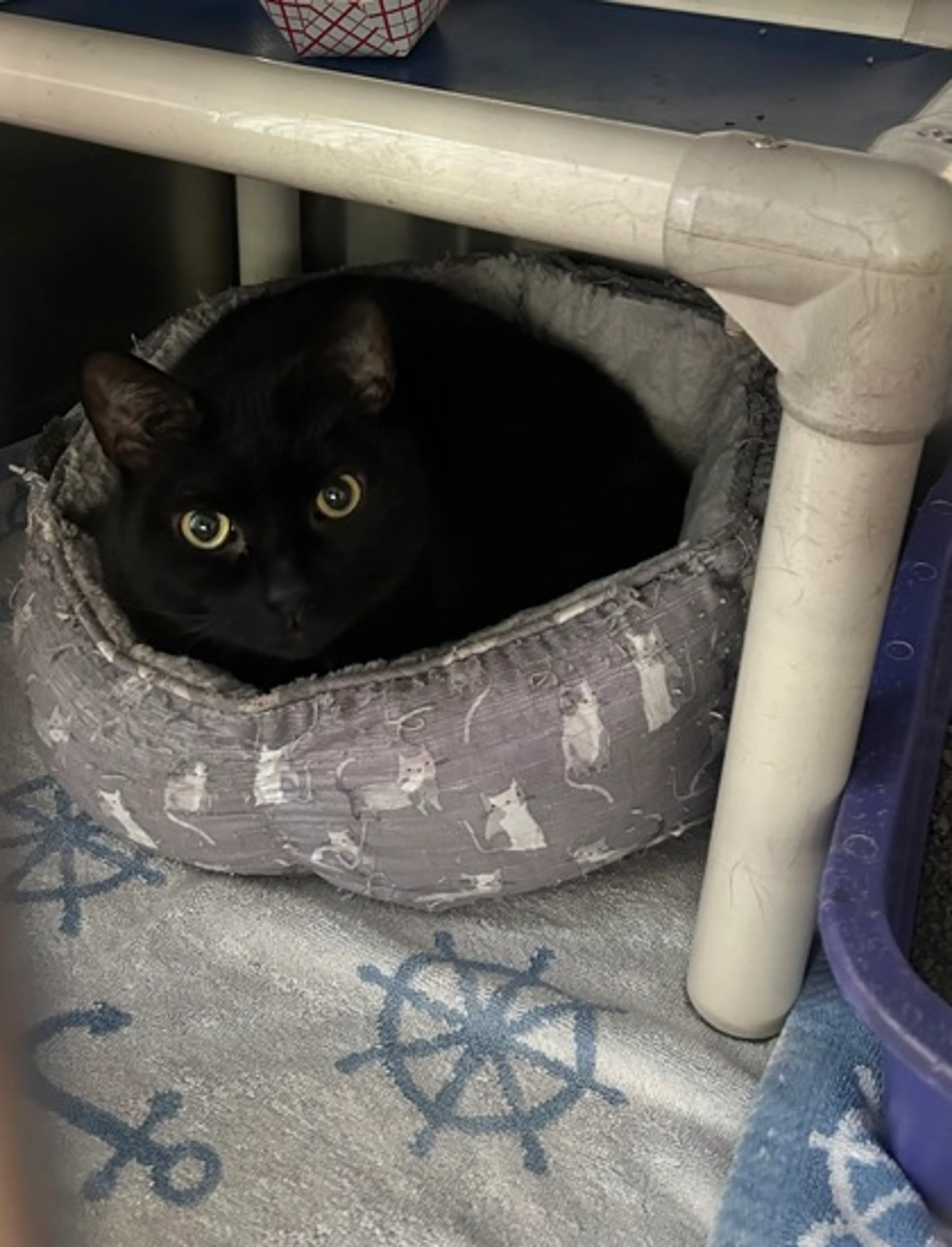 Found pet-2