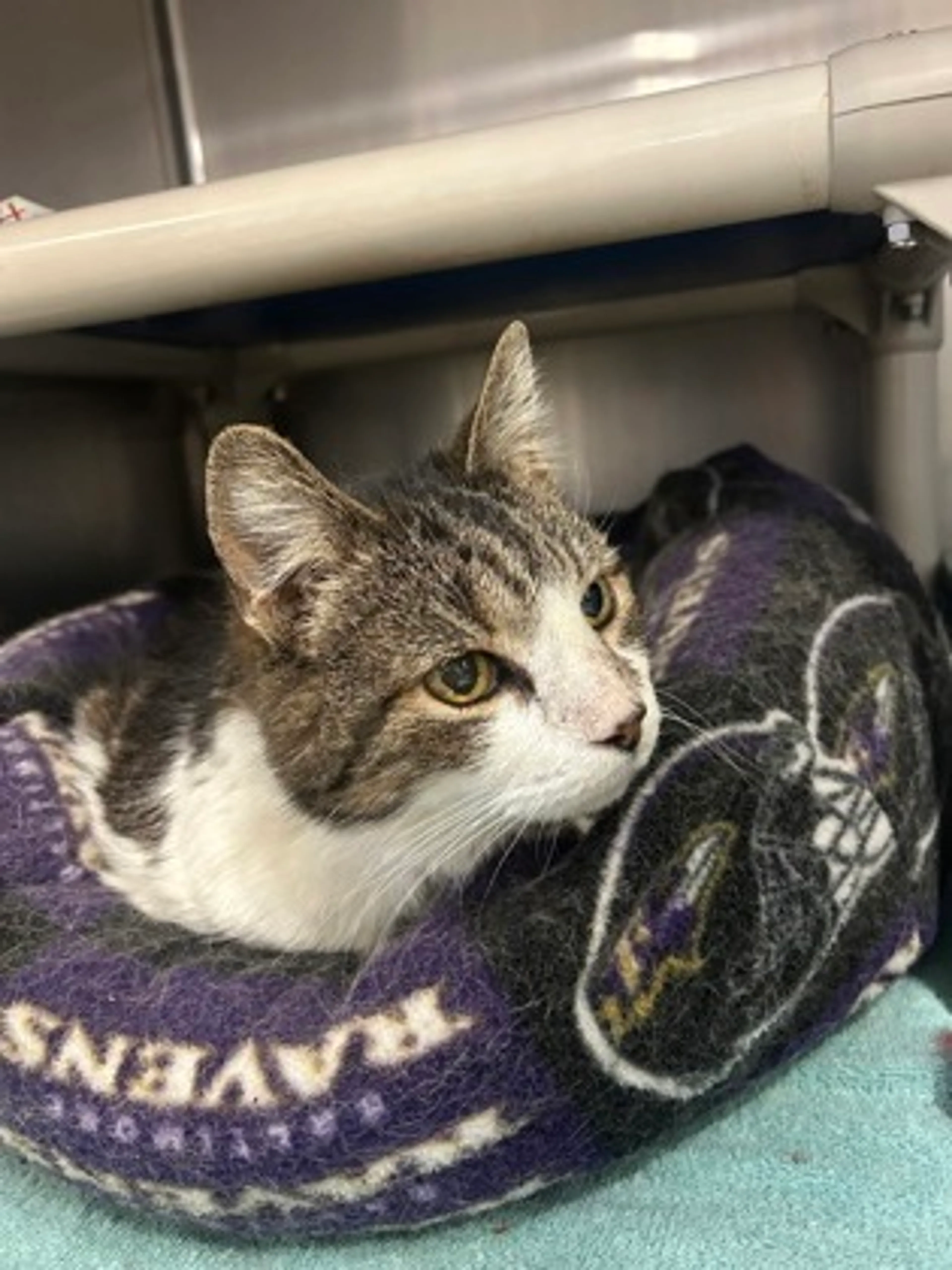Found pet-1