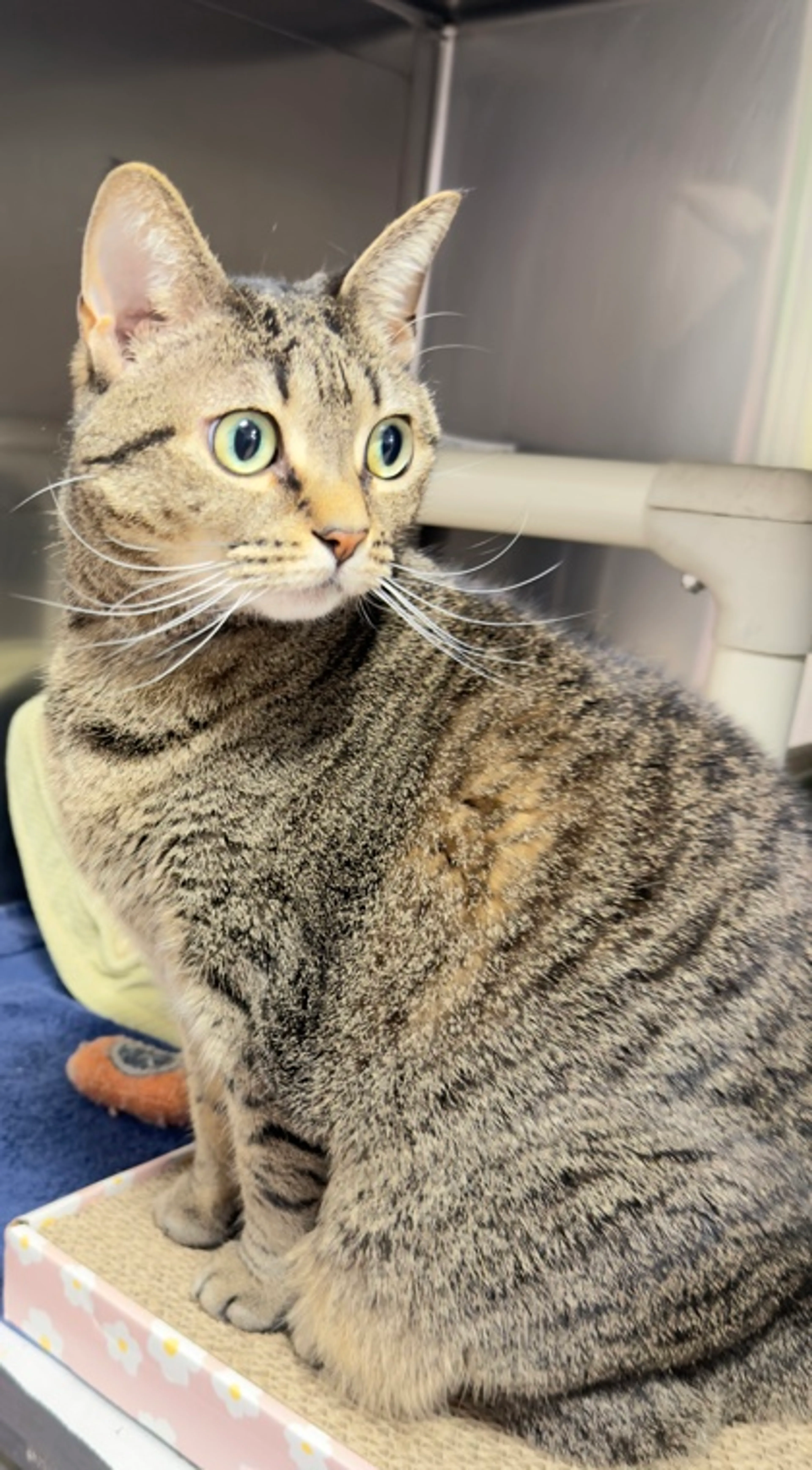 Found pet-1