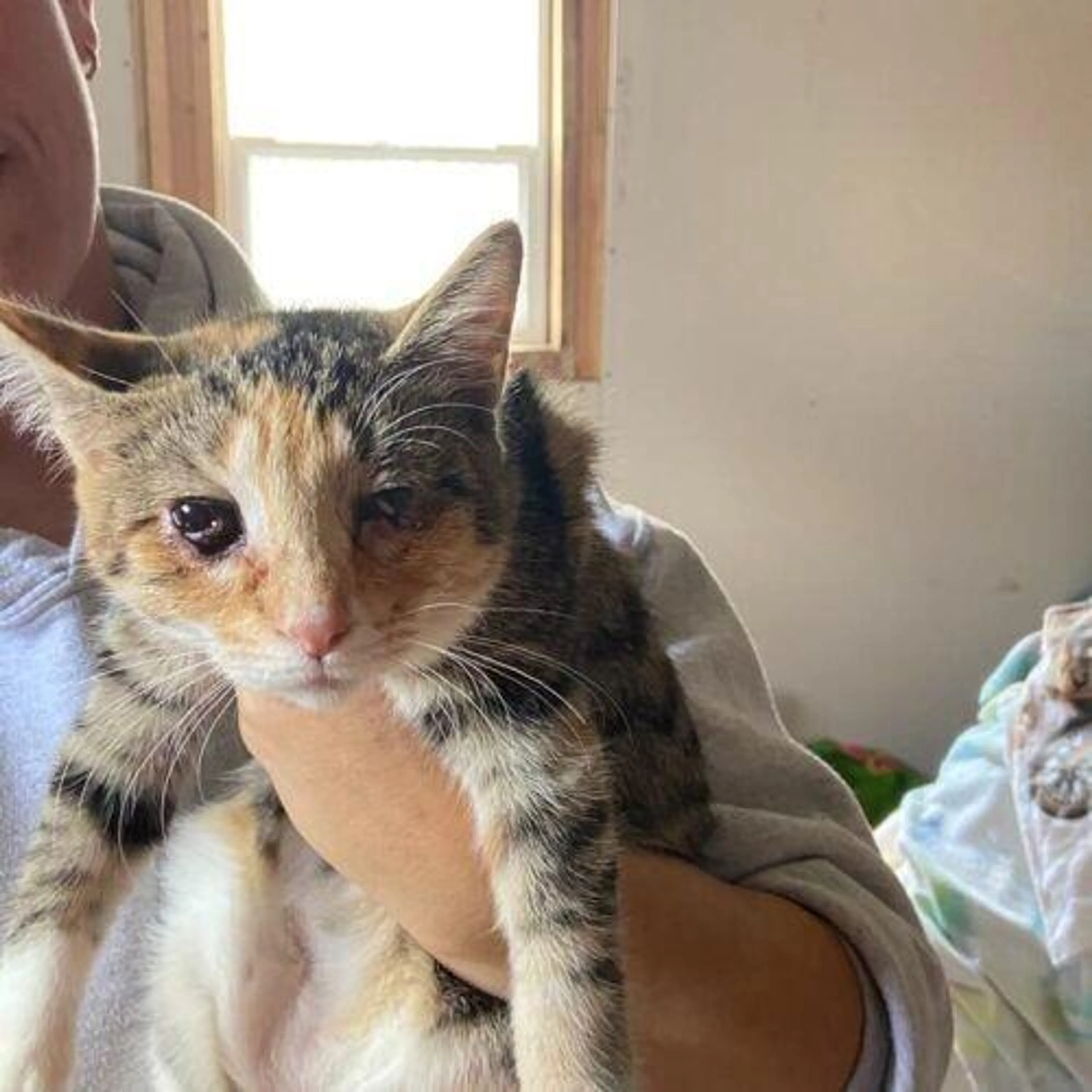 Found pet