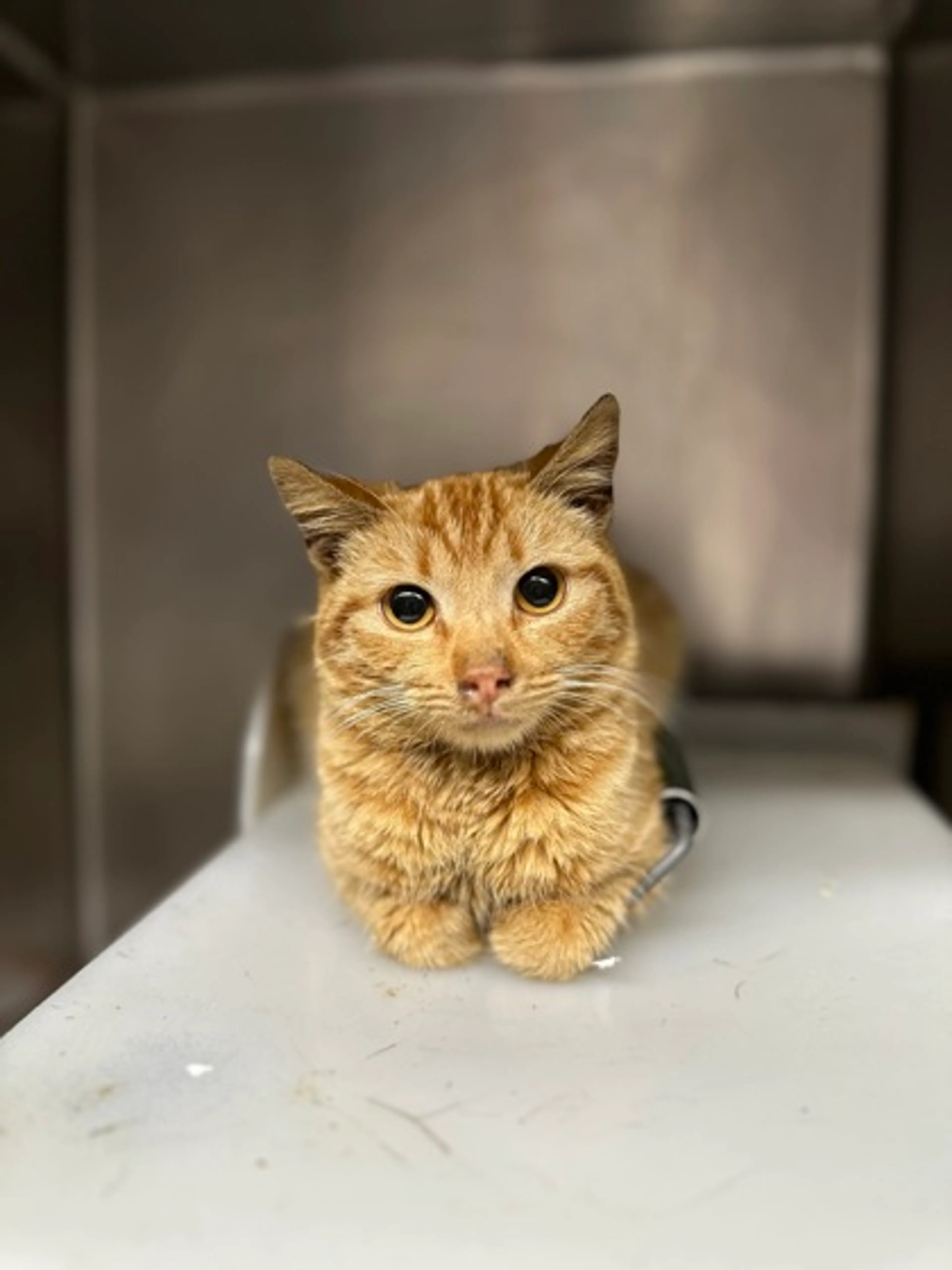 Found pet-0