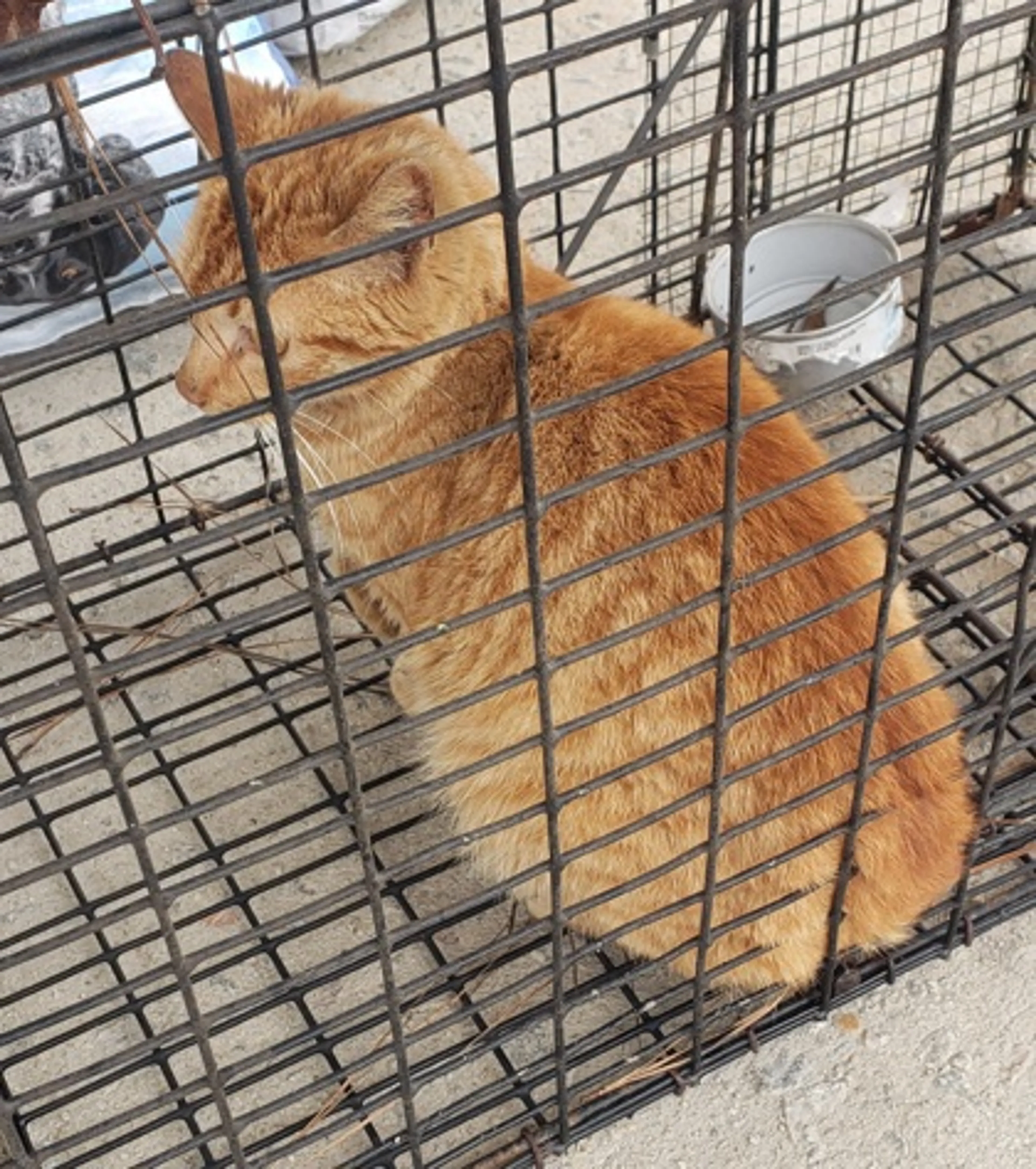 Found pet-1