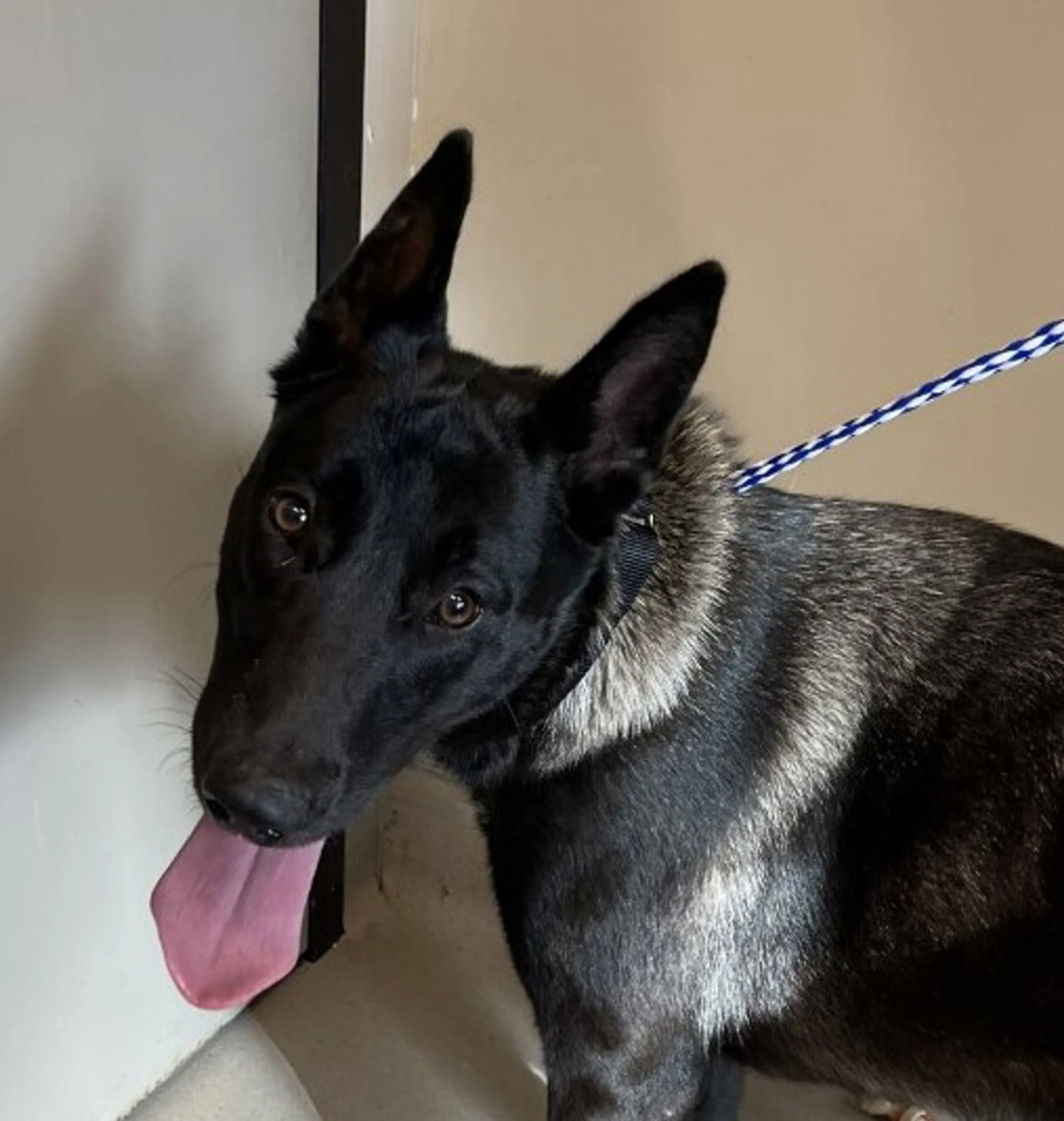 Found pet-2