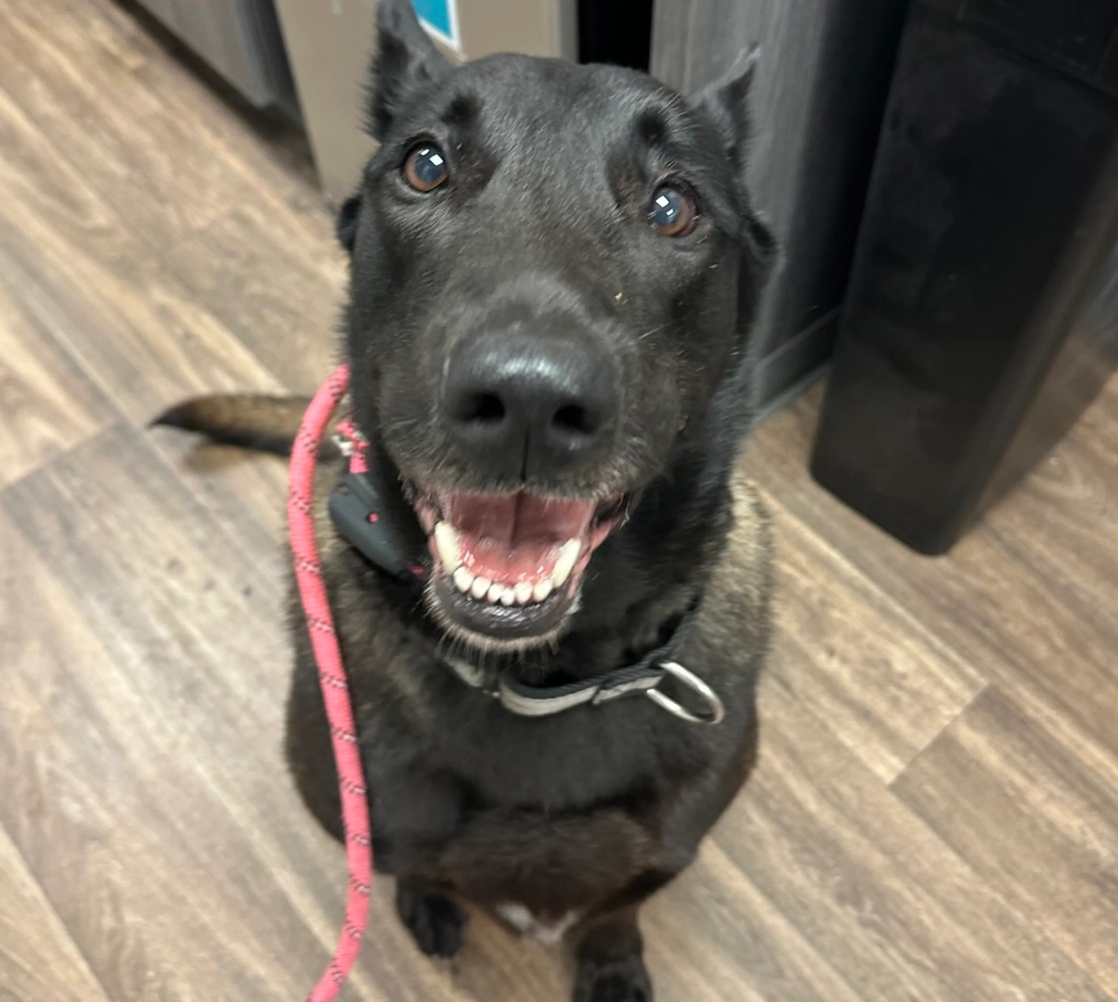 Found pet-1
