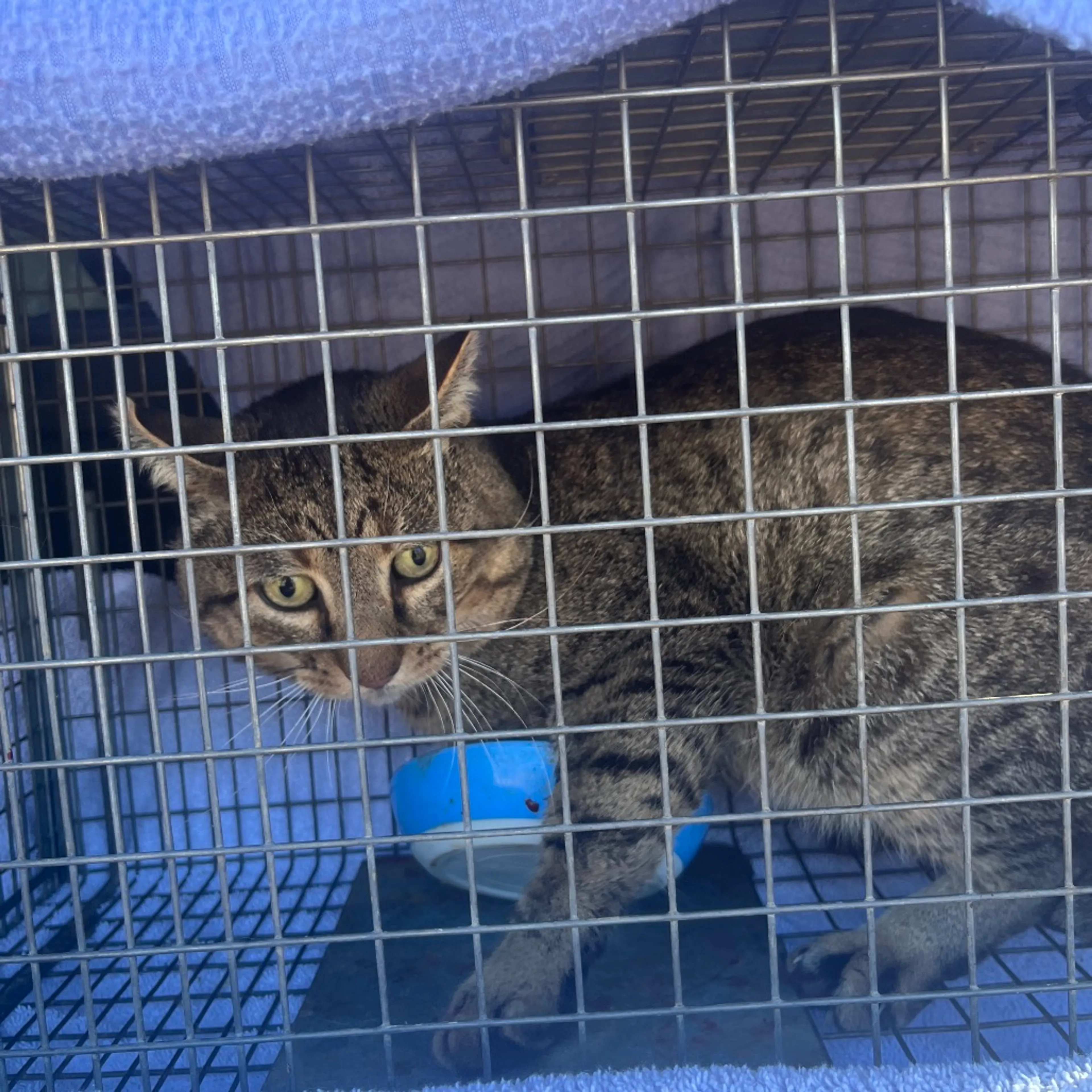 Found pet