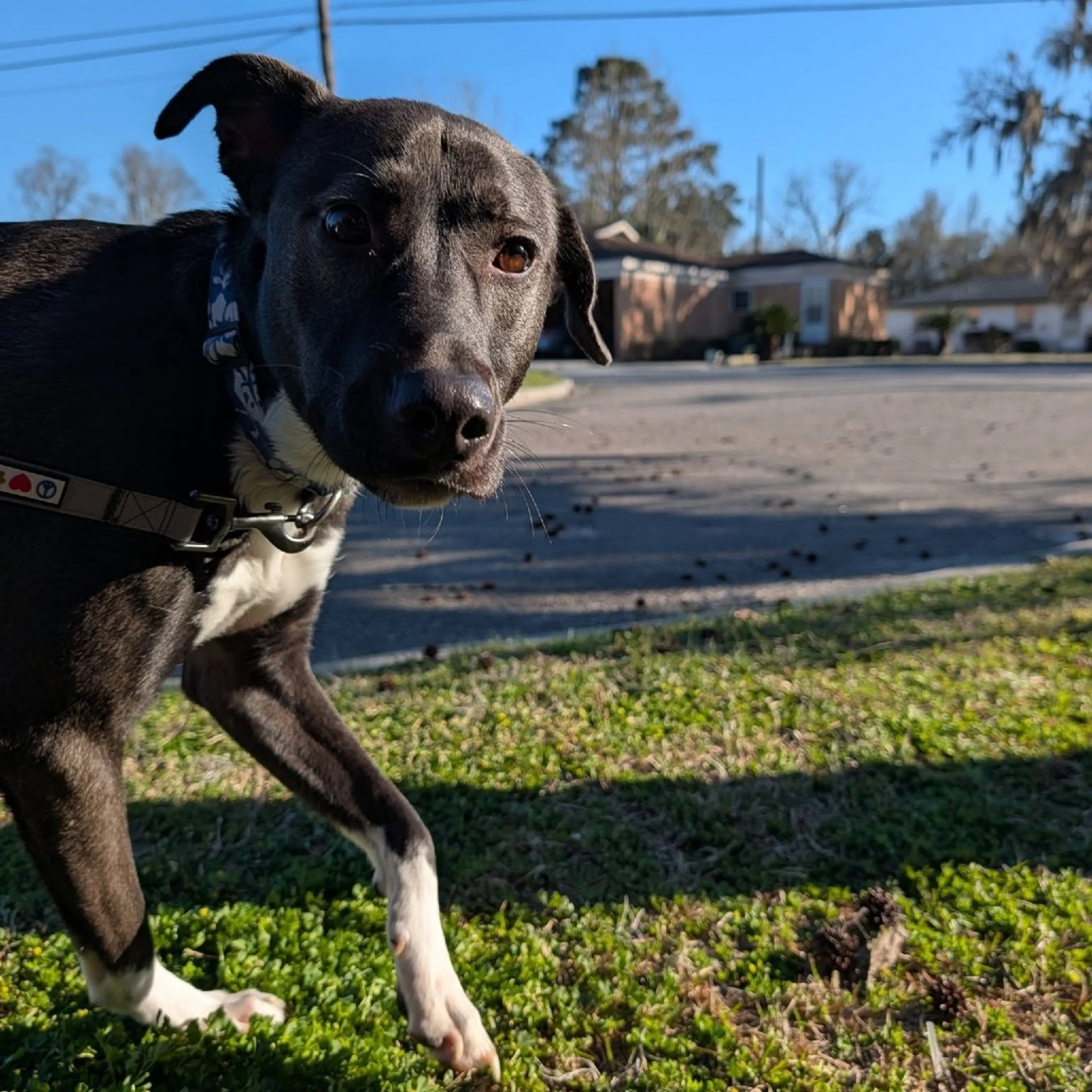 Found pet-4