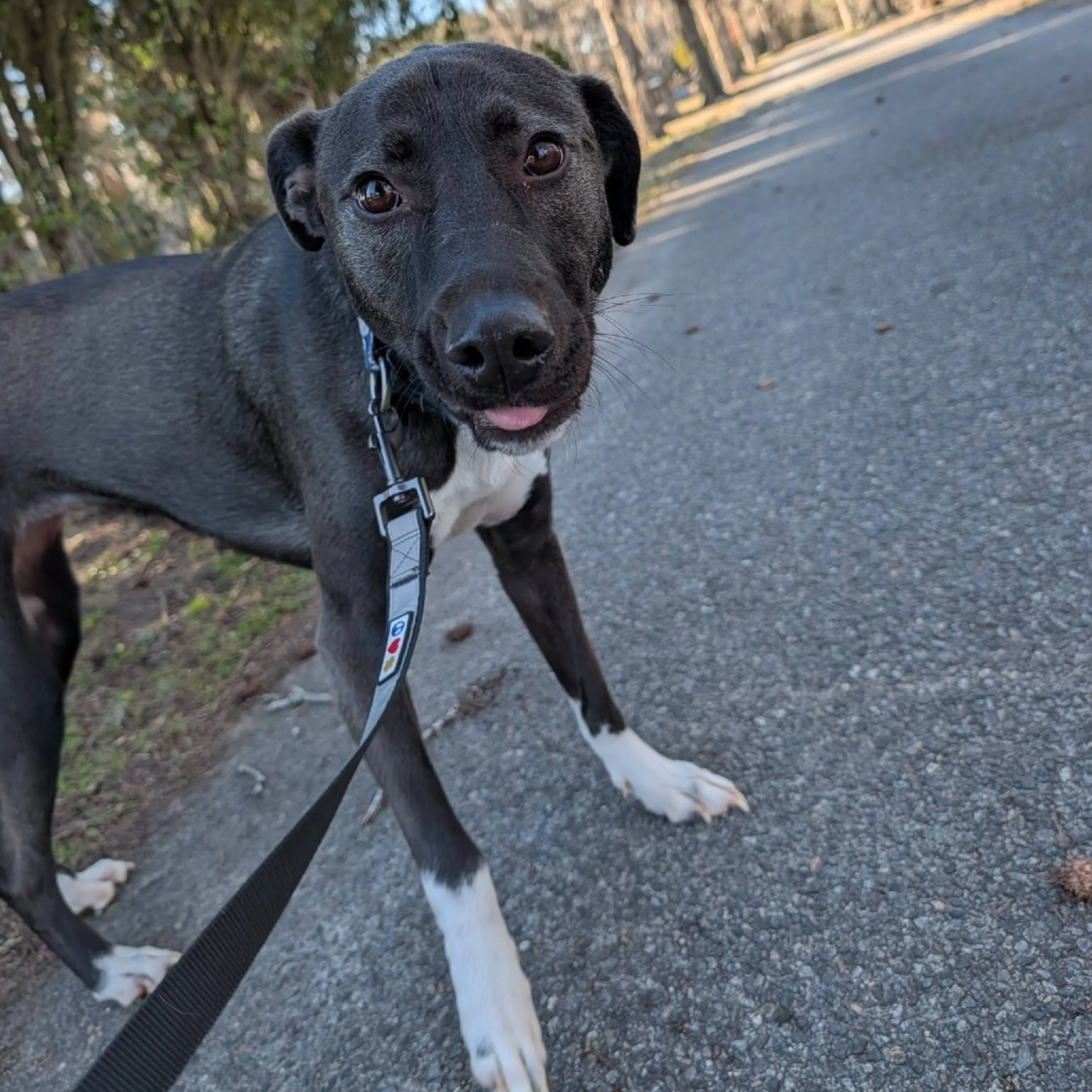 Found pet-3