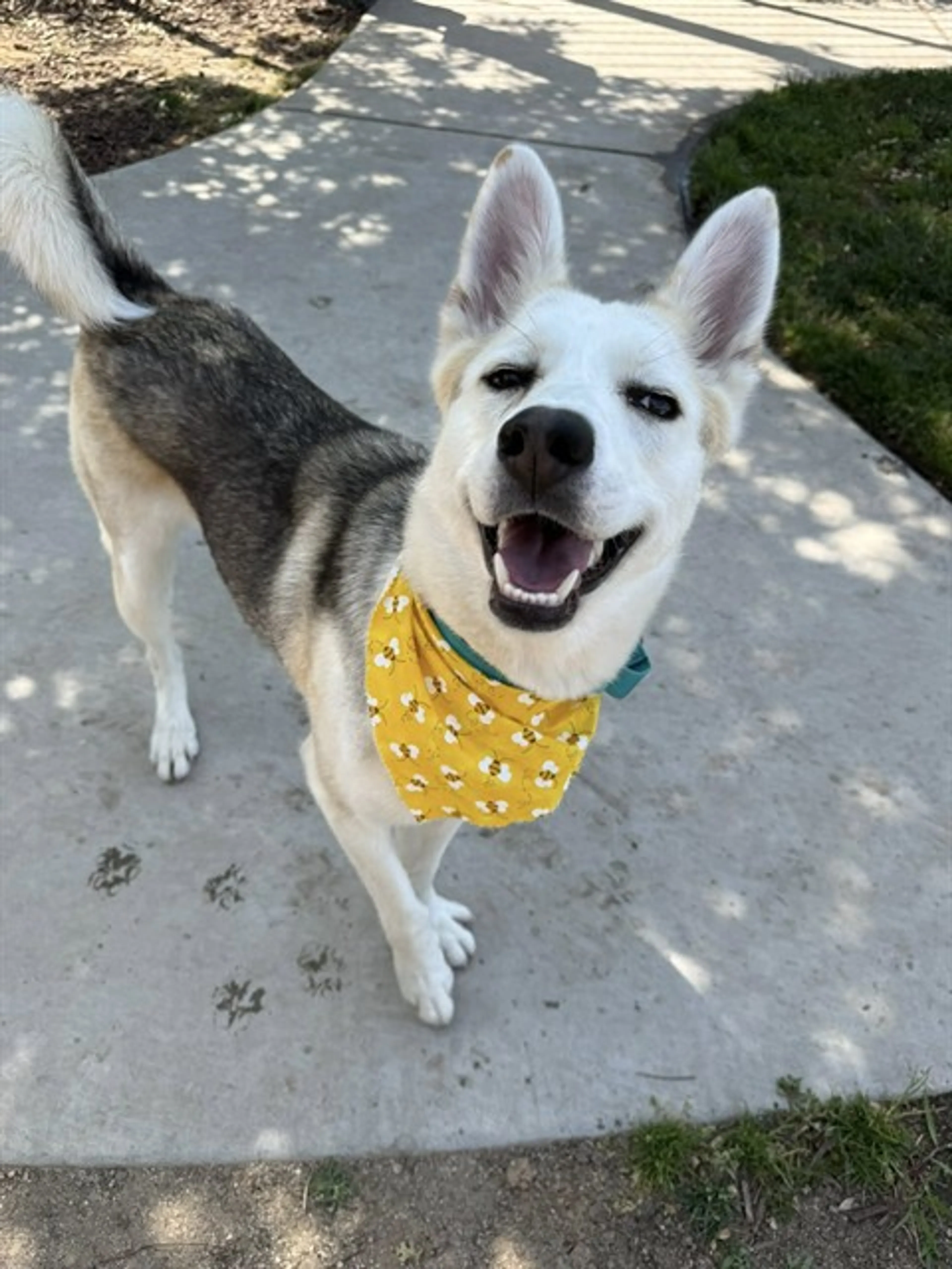cdn image