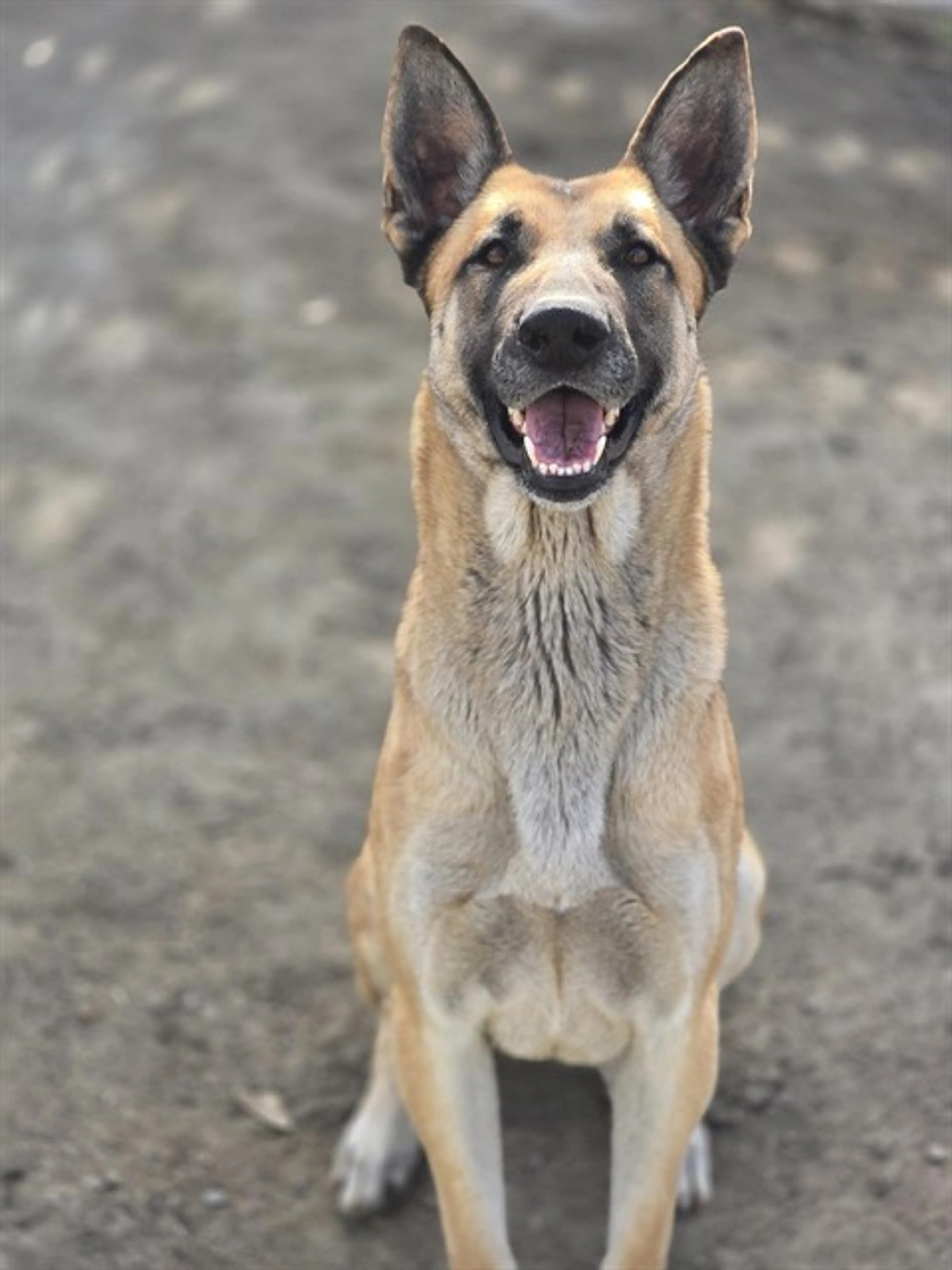 Found pet
