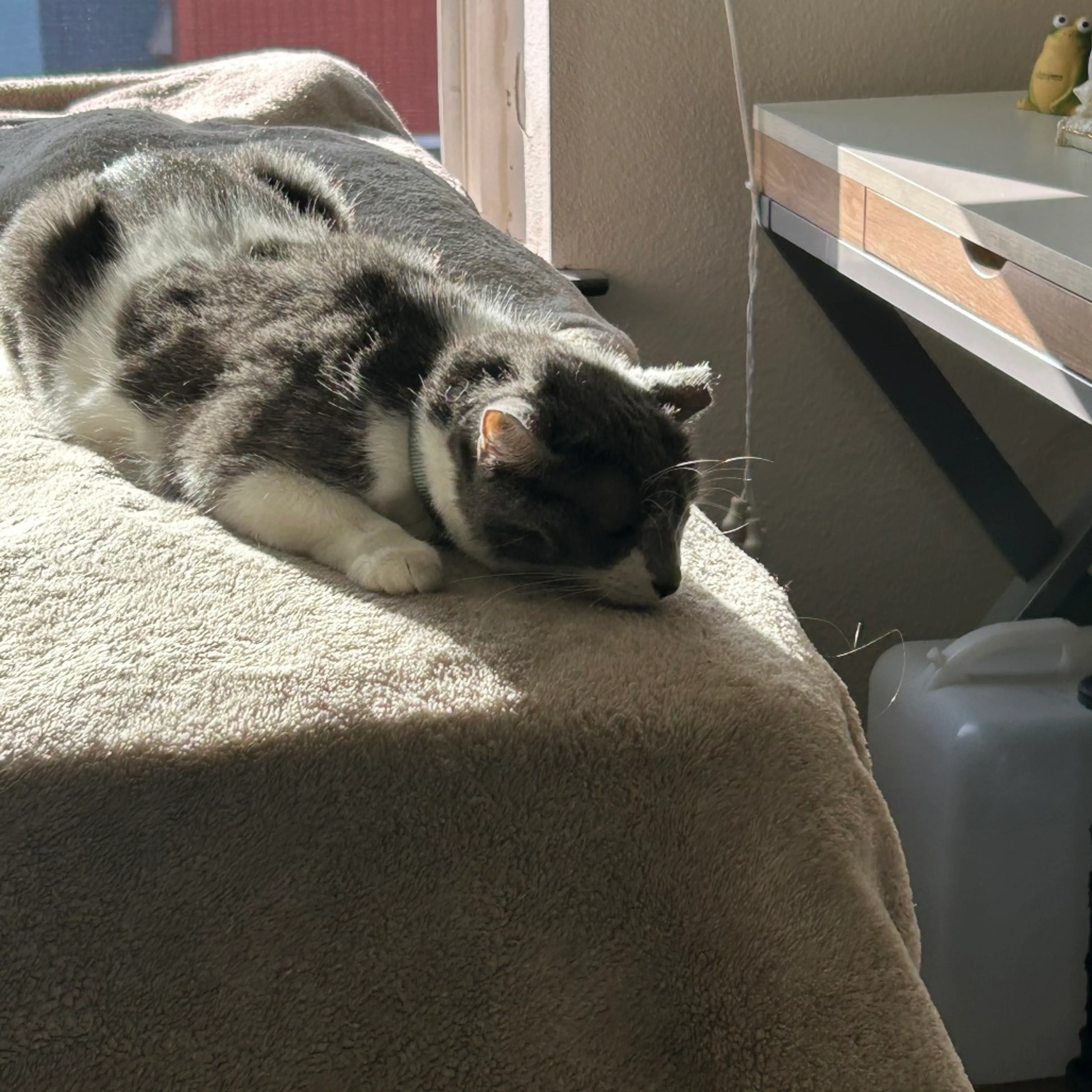Found pet-5