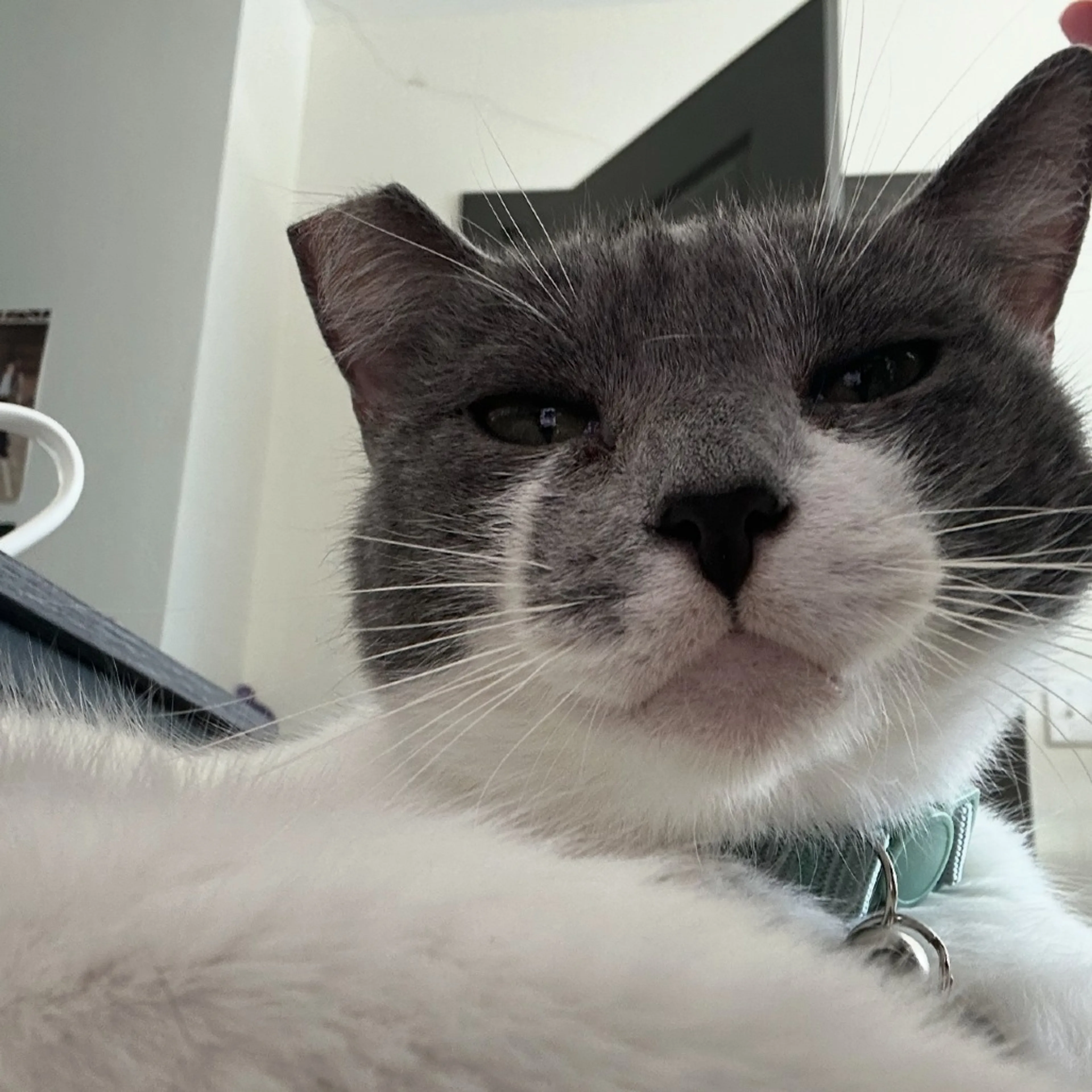 Found pet-2