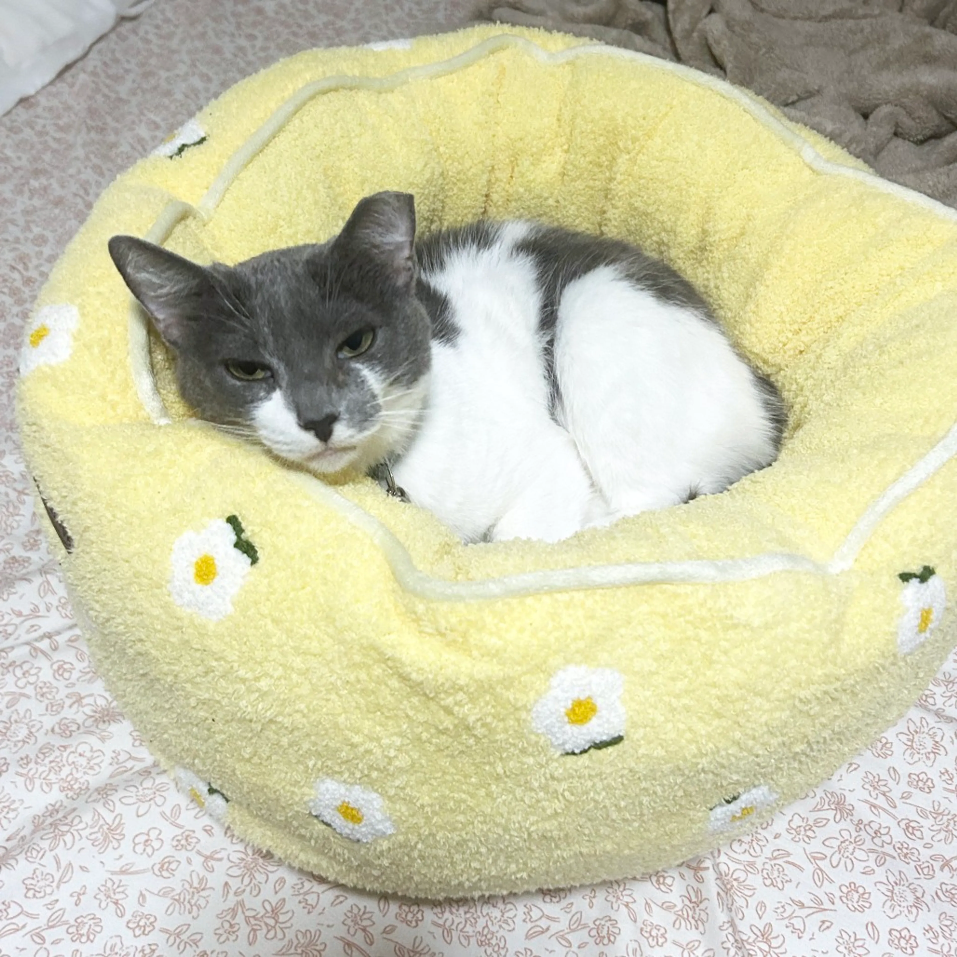 Found pet-0