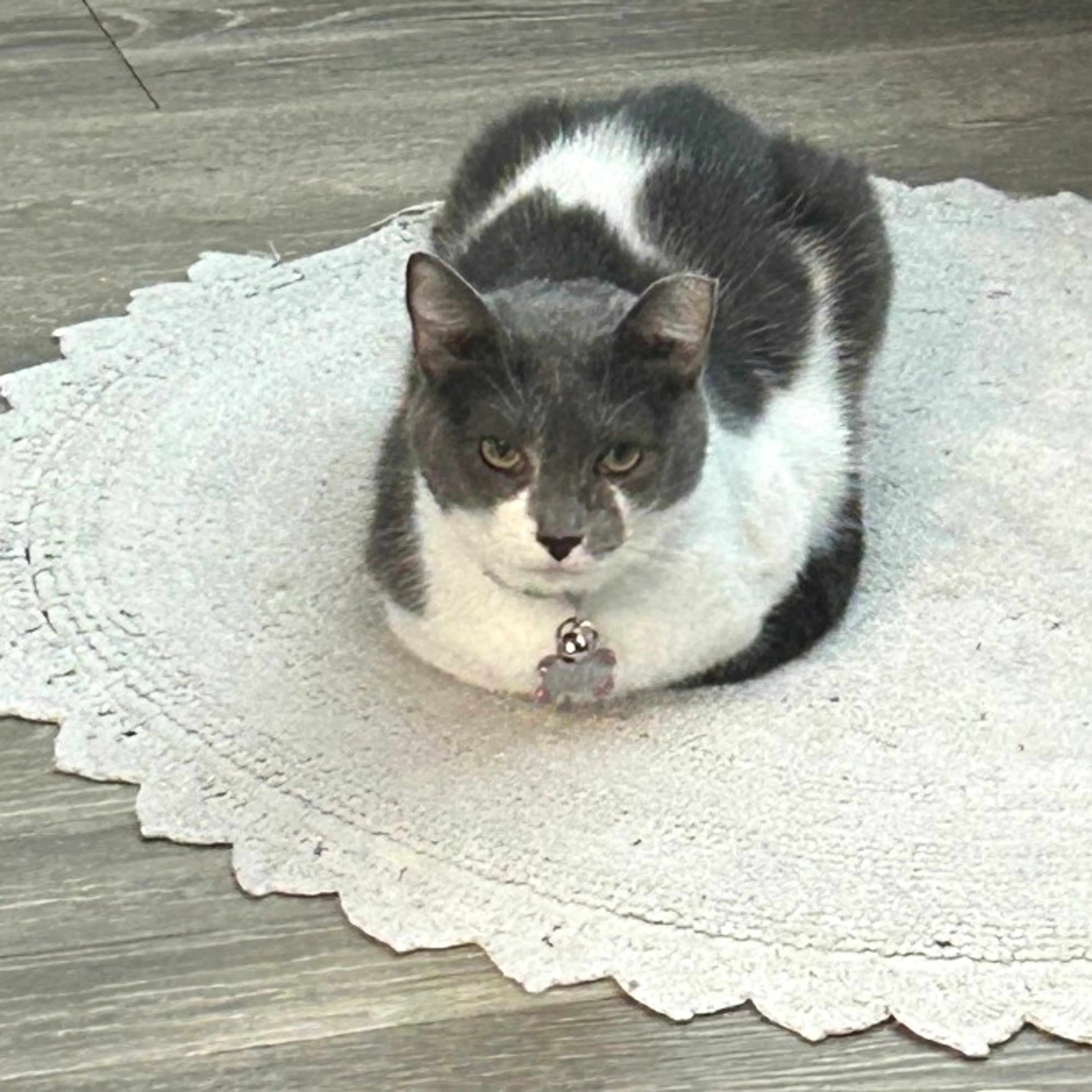 Found pet-4