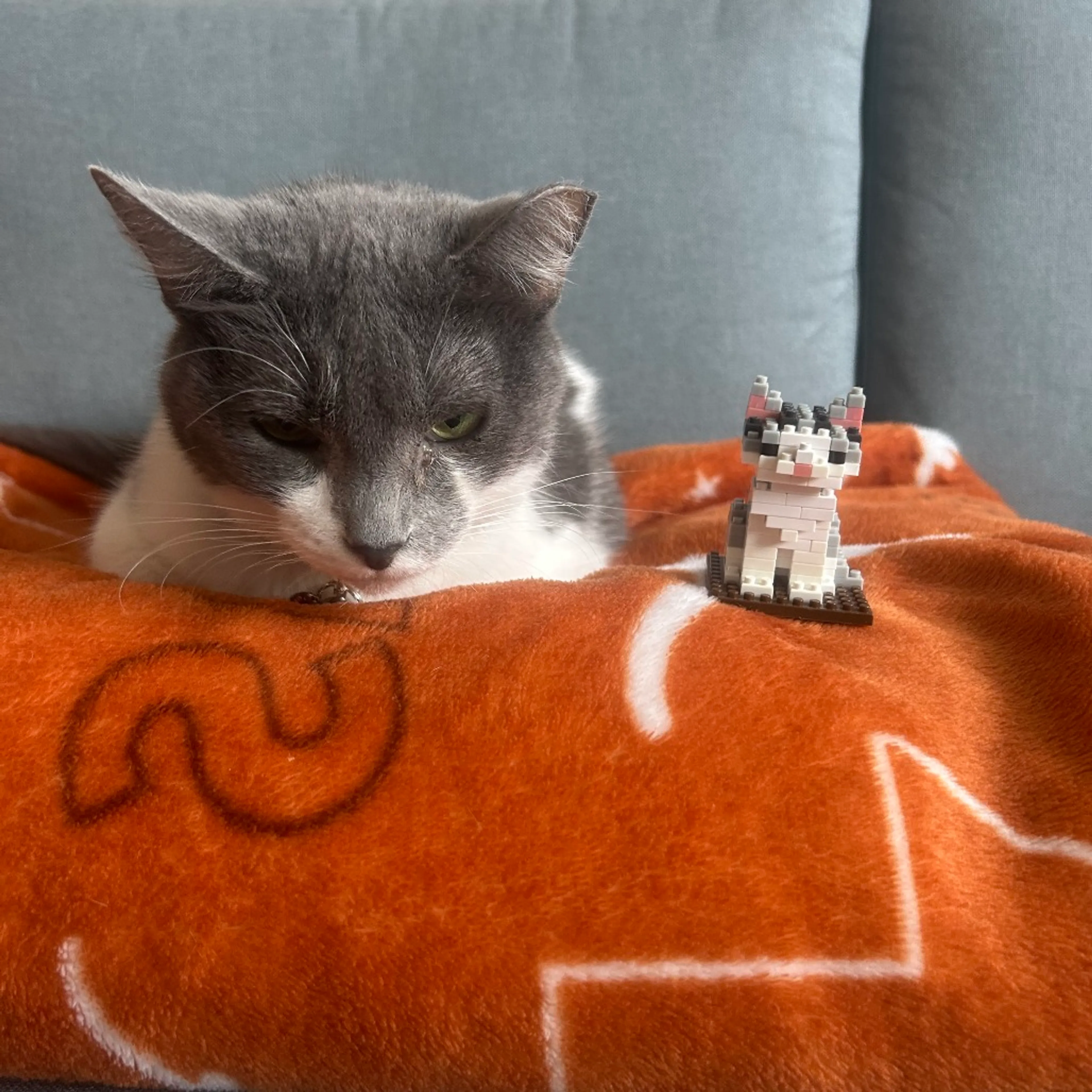 Found pet-1