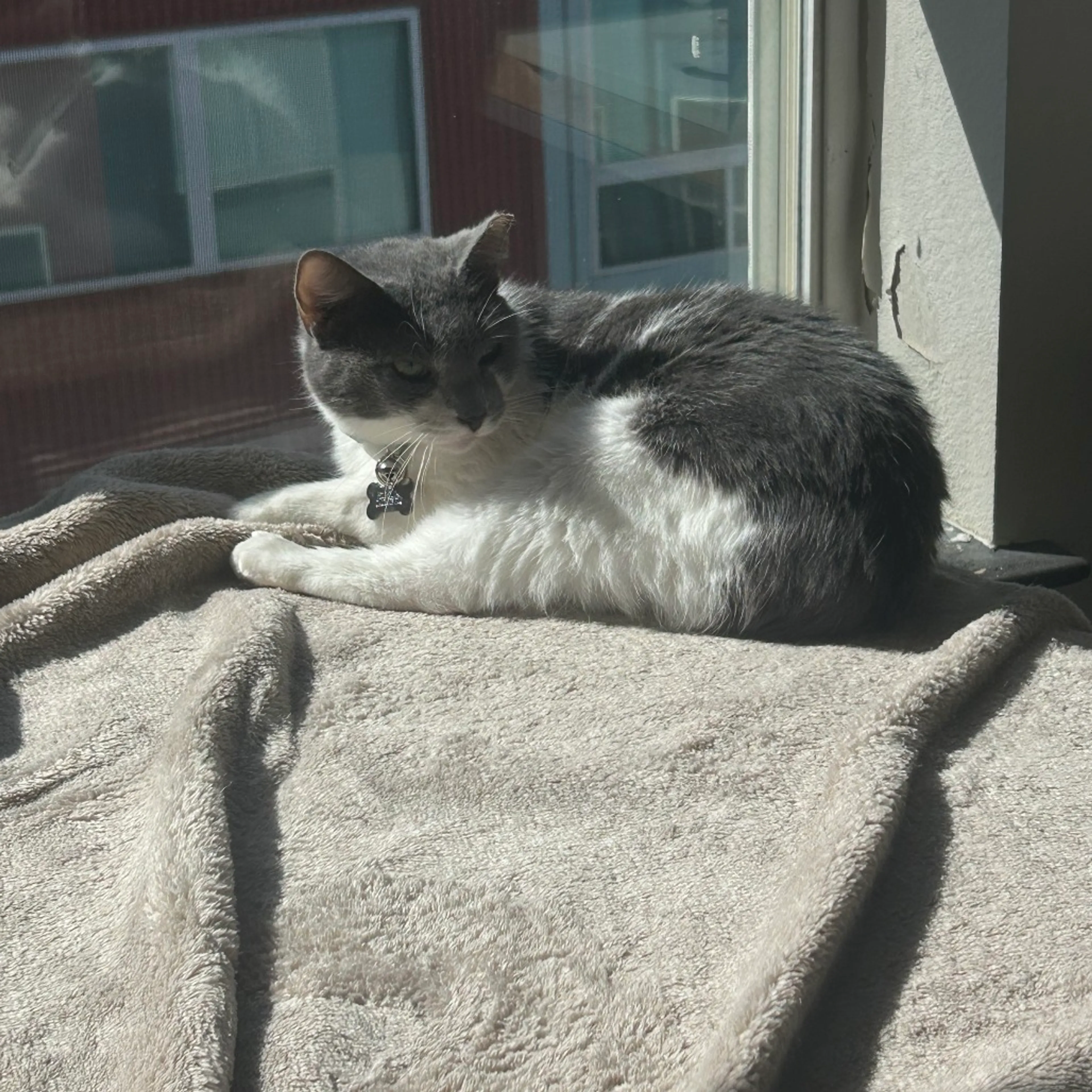 Found pet-3