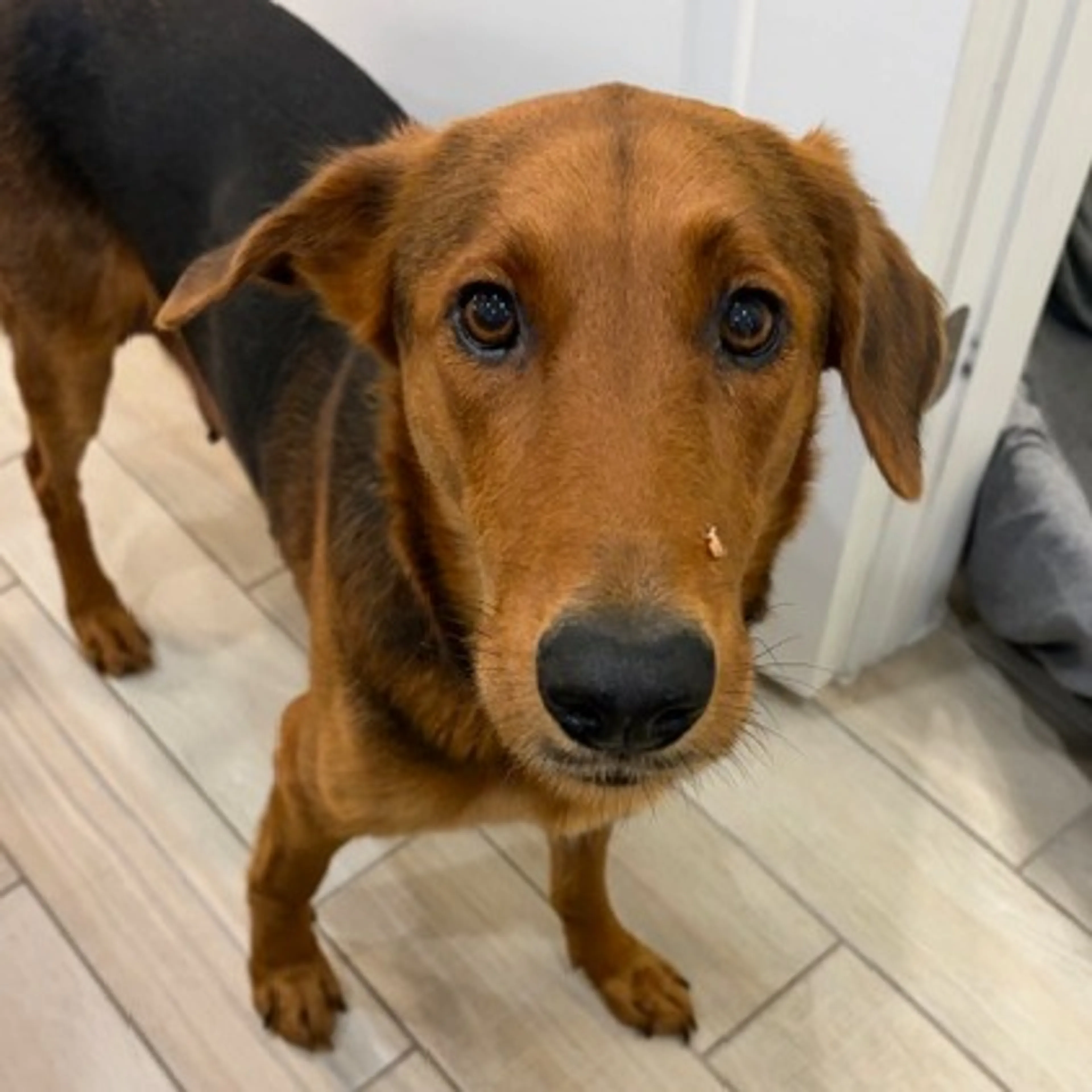 Found pet-3