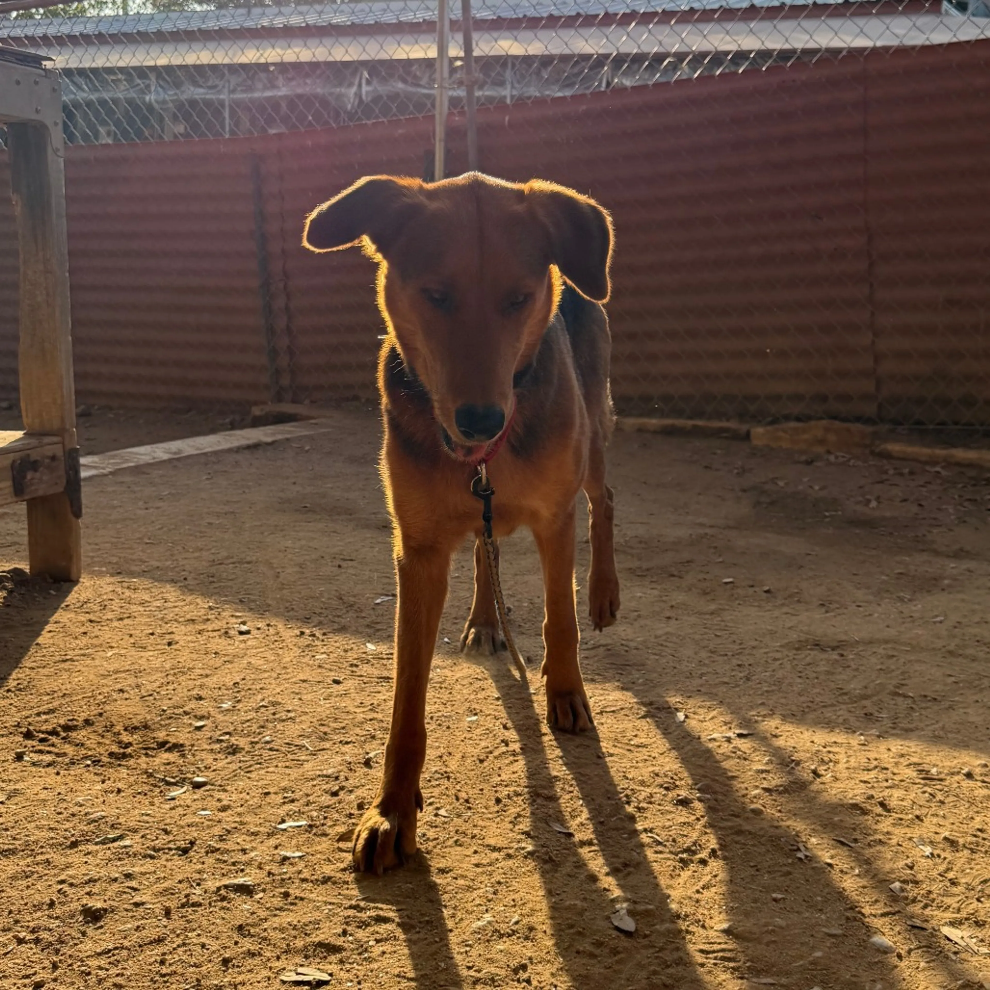 Found pet-11