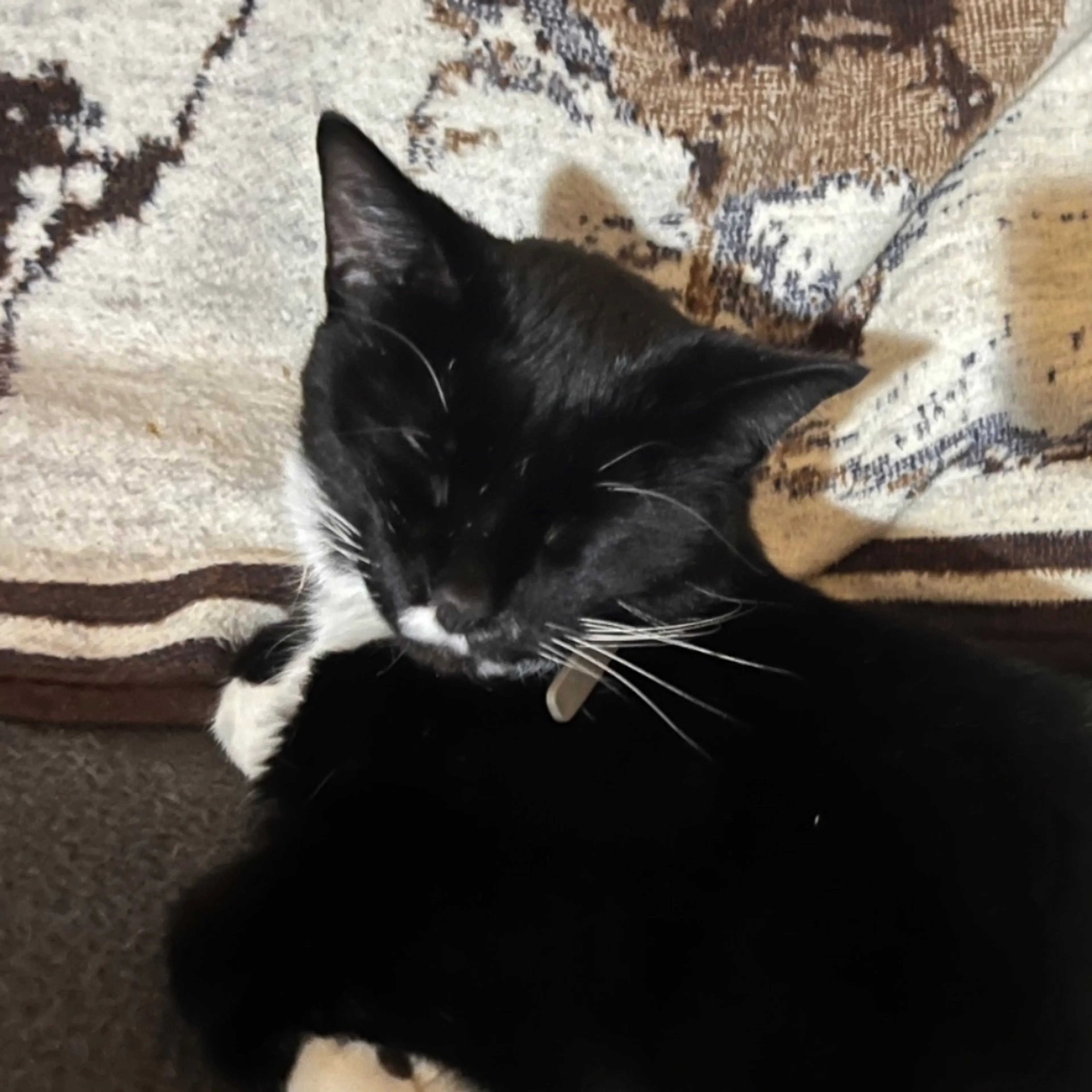 Lost pet-0