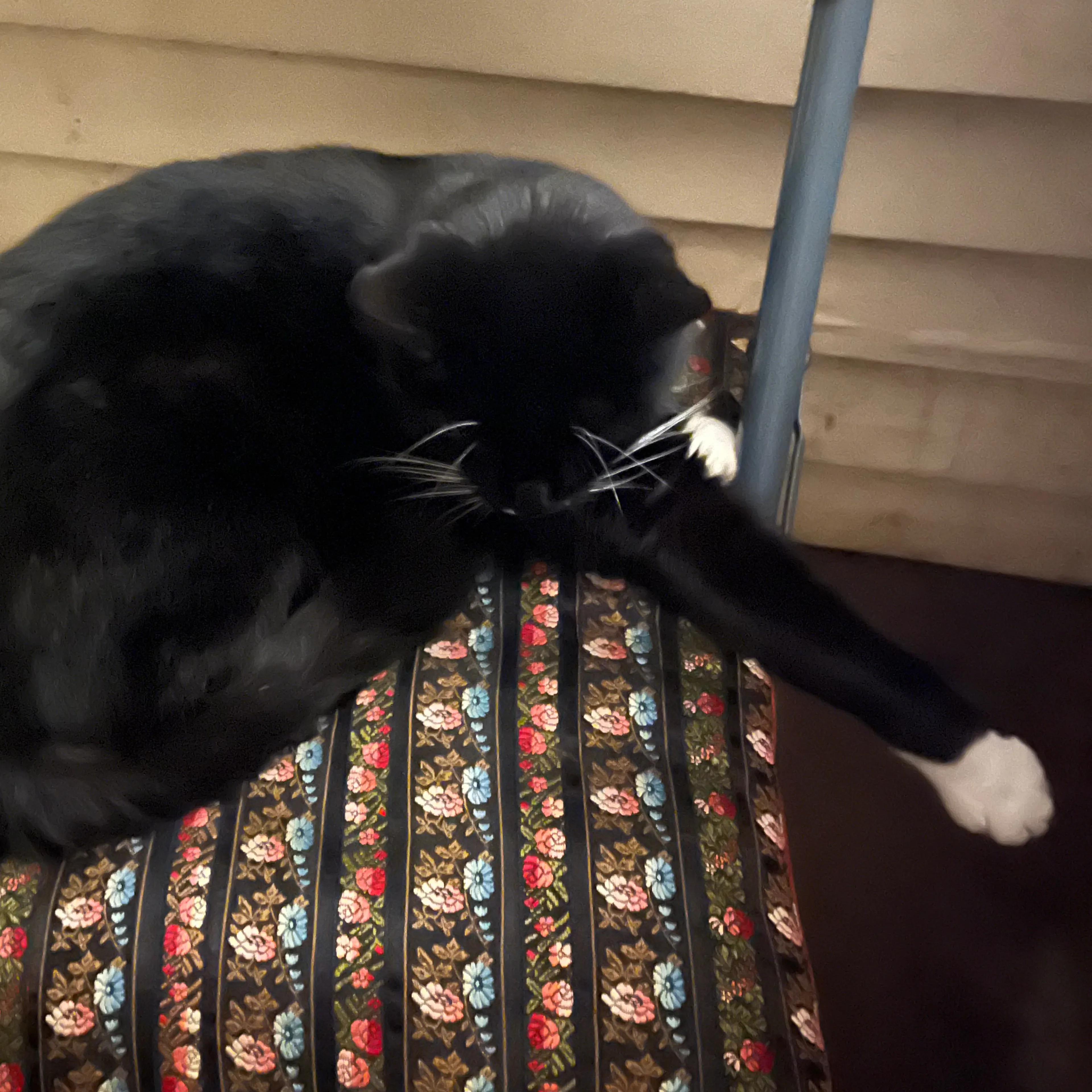 Lost pet-2