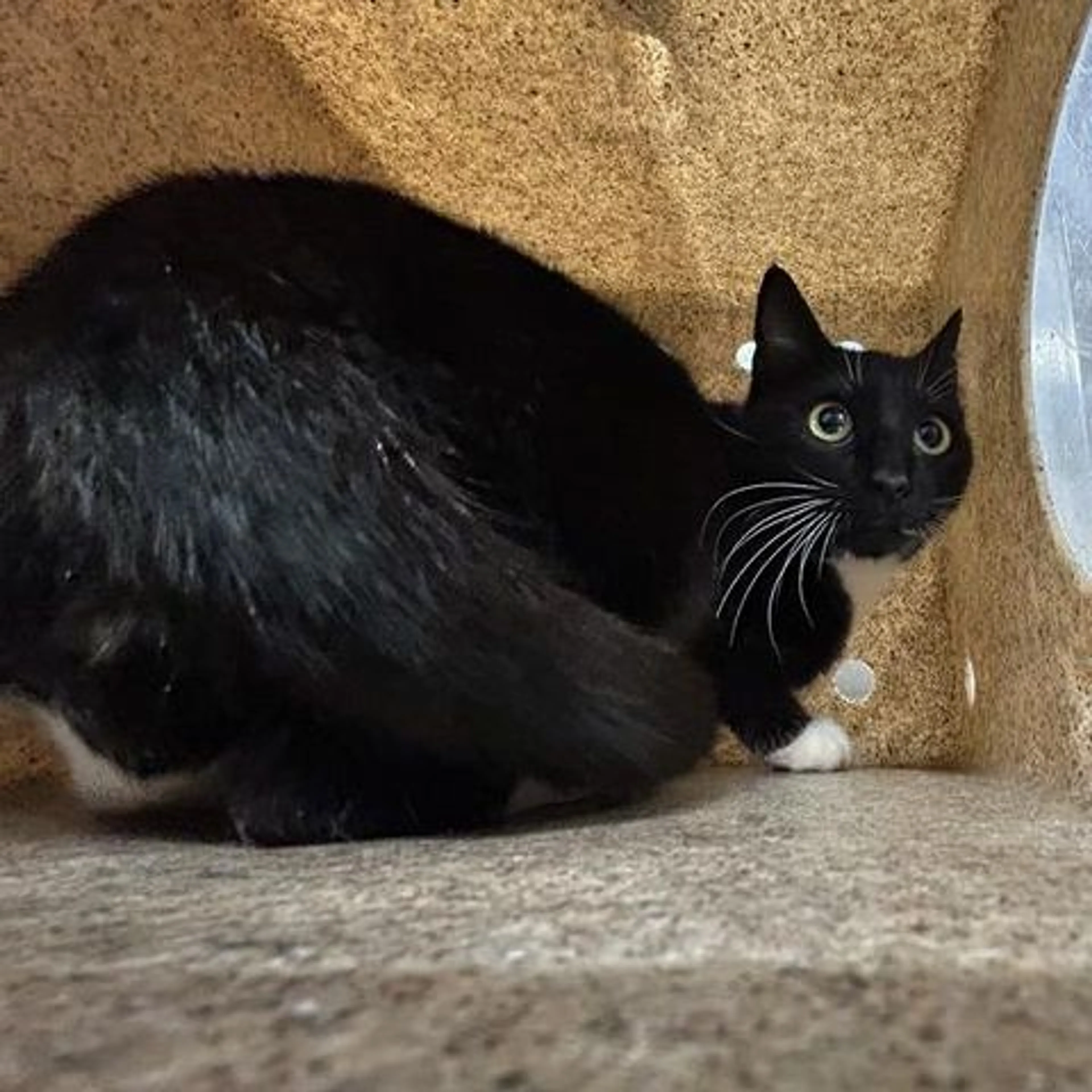 Found pet