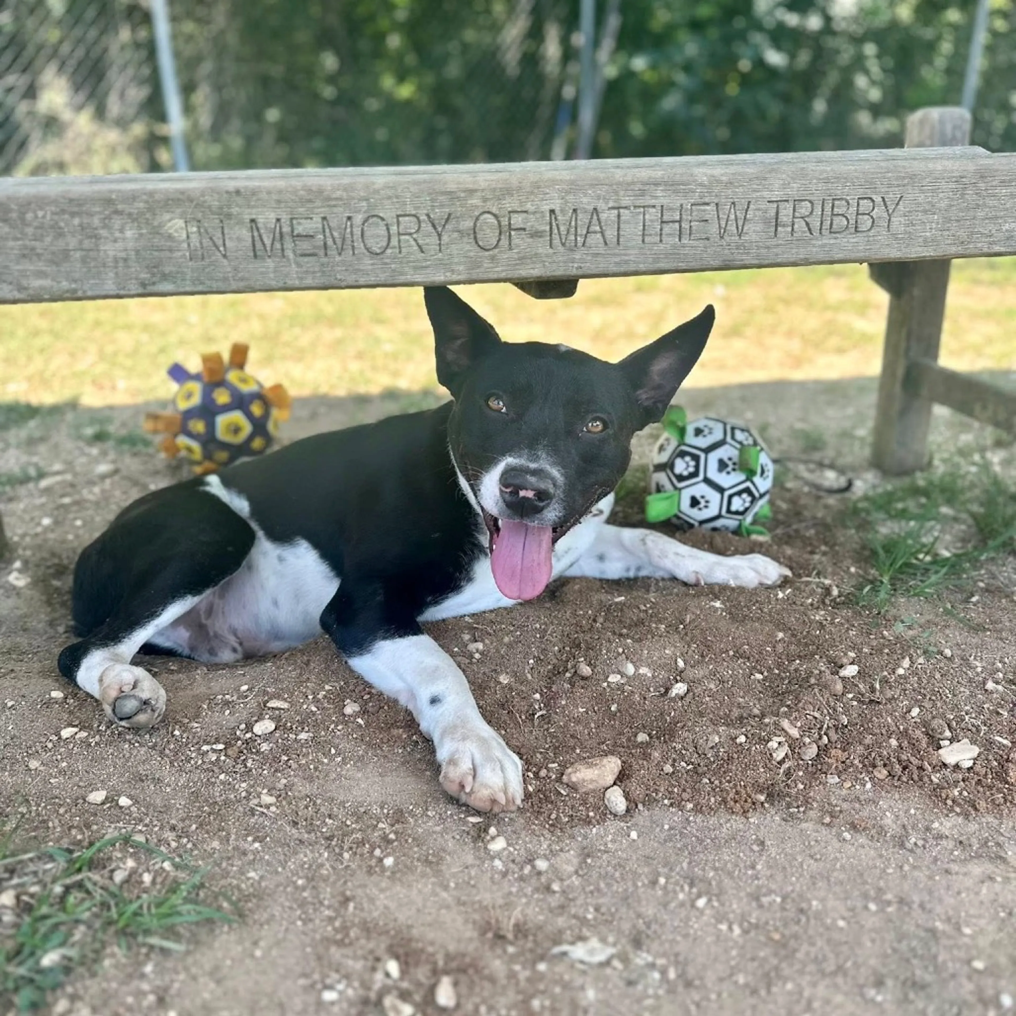 Found pet-2