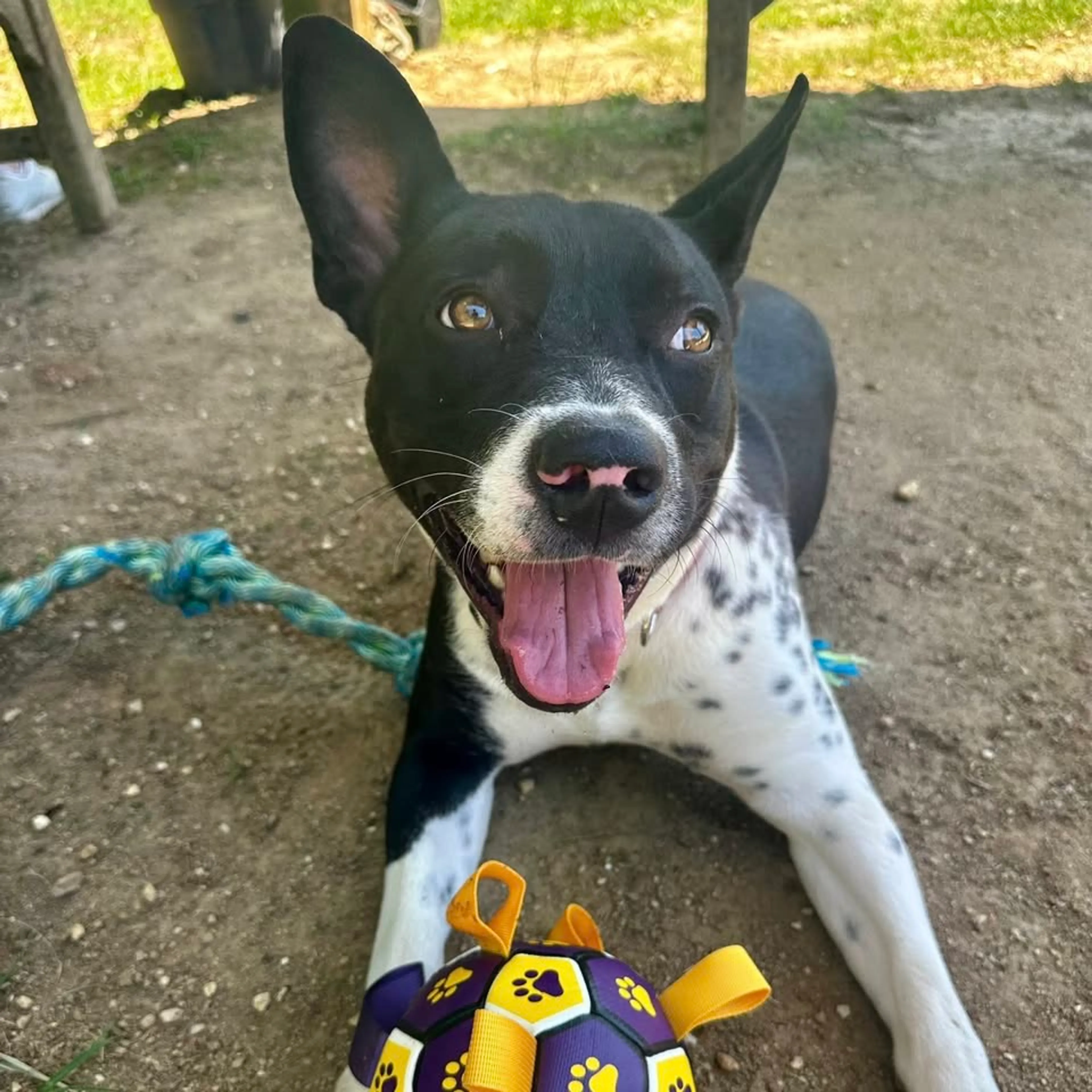 Found pet-4